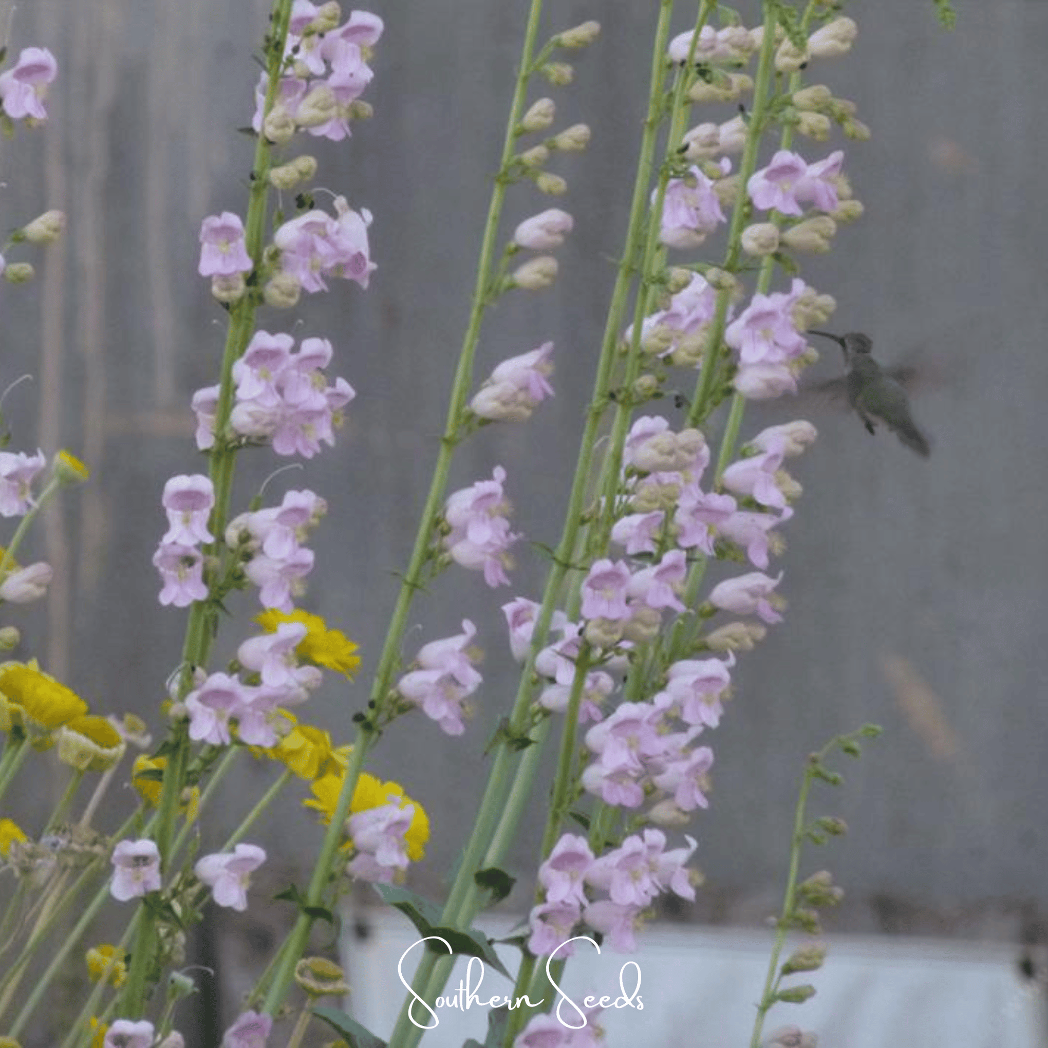 Palmer Penstemon – 100 Seeds