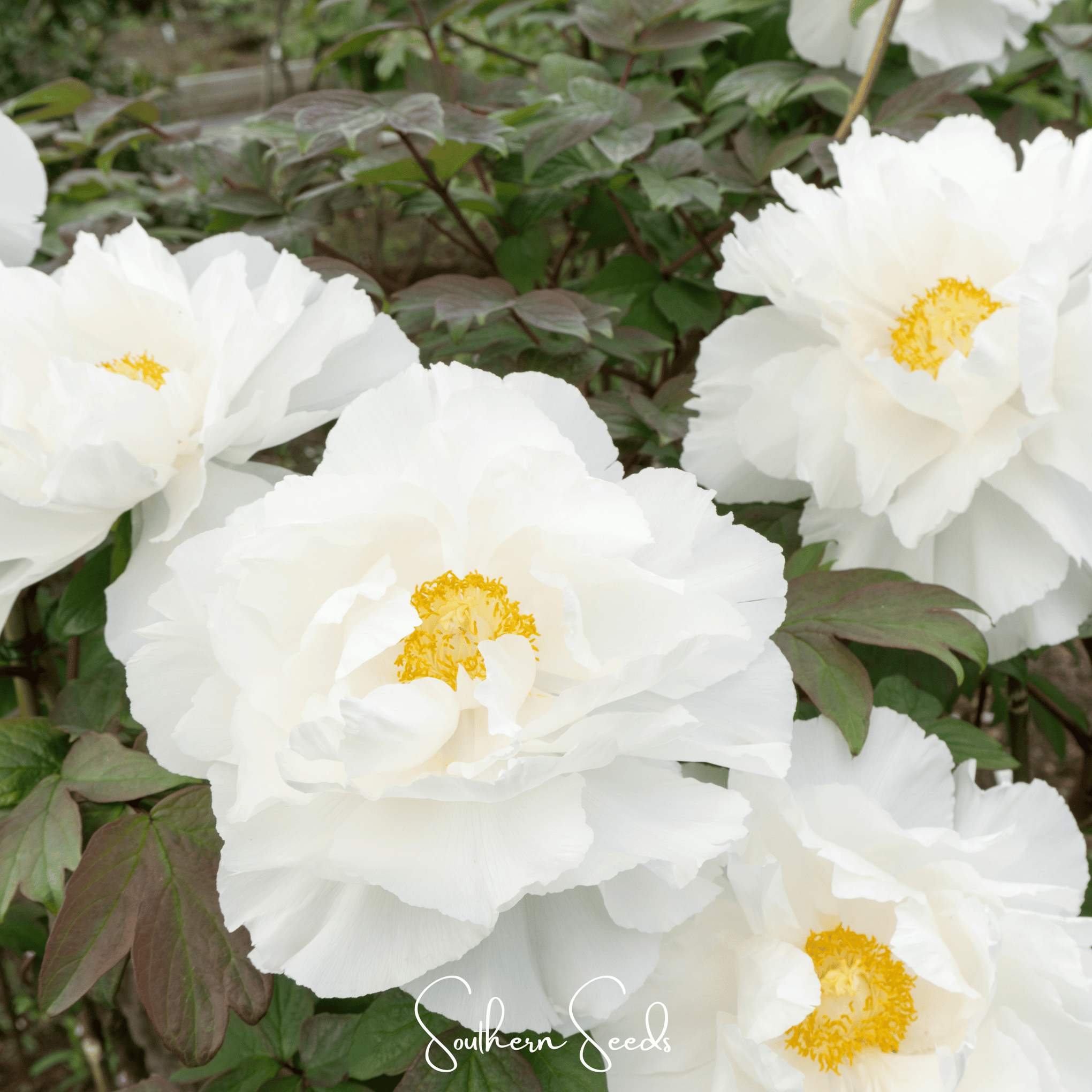 Moutan Peony Tree – 10 Seeds