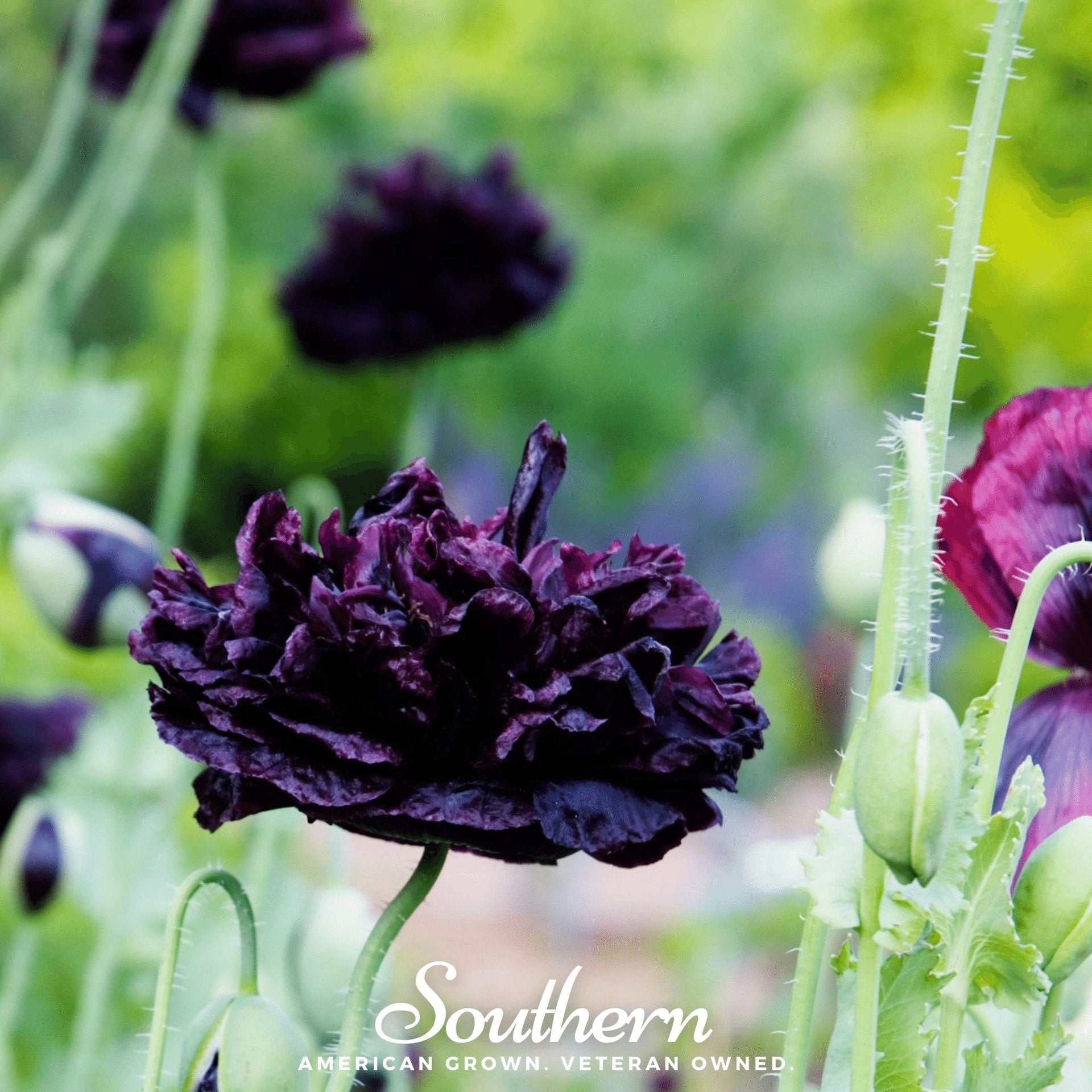 Black Peony Poppy – 100 Seeds