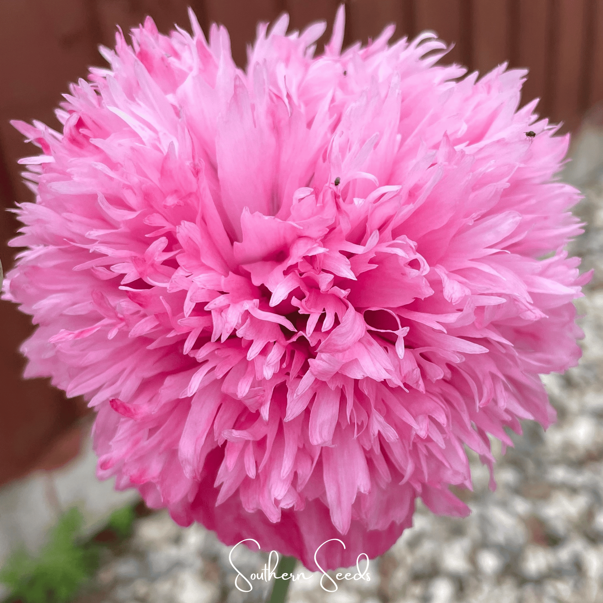 Pale Rose Peony Poppy – 100 Seeds