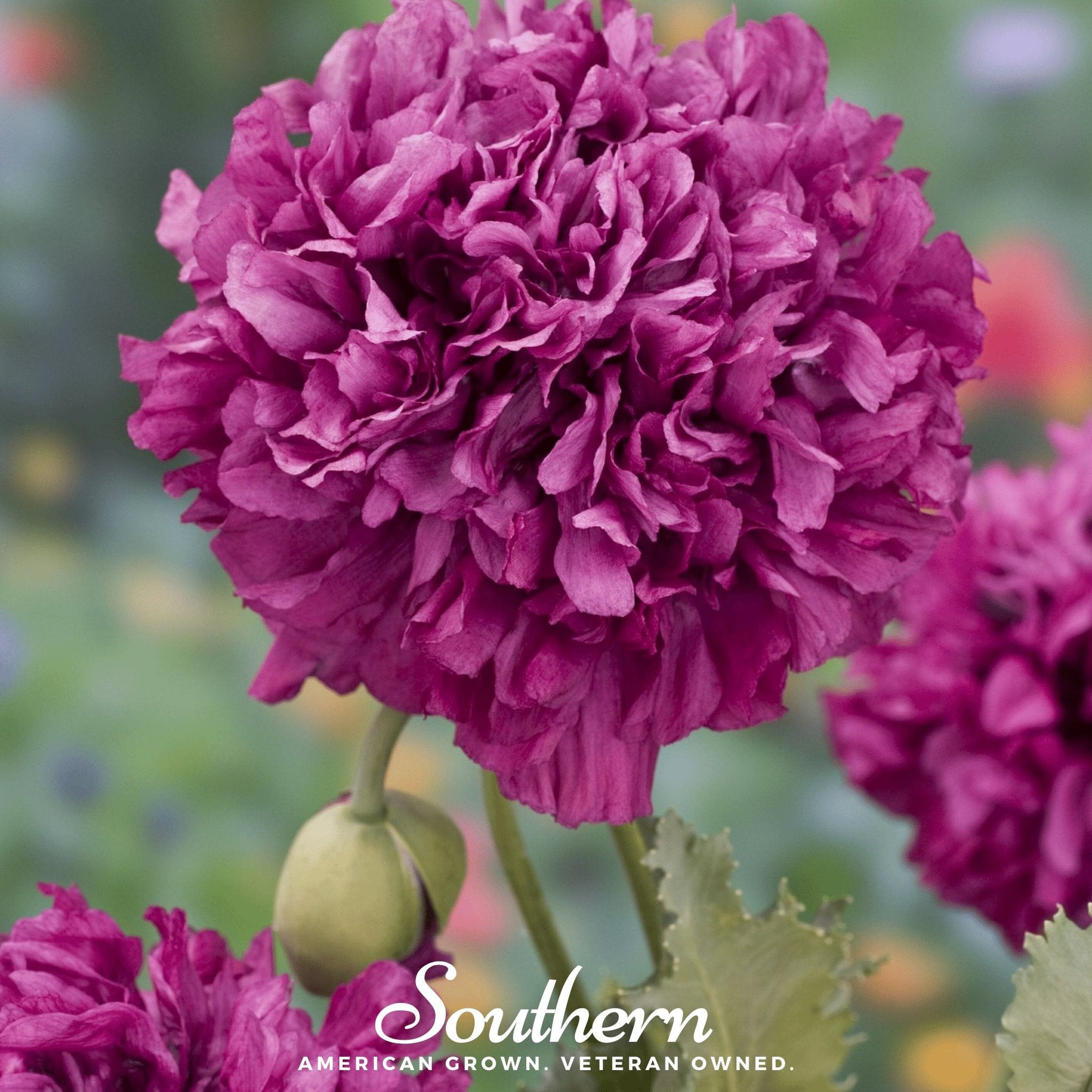 Purple Peony Poppy – 100 Seeds