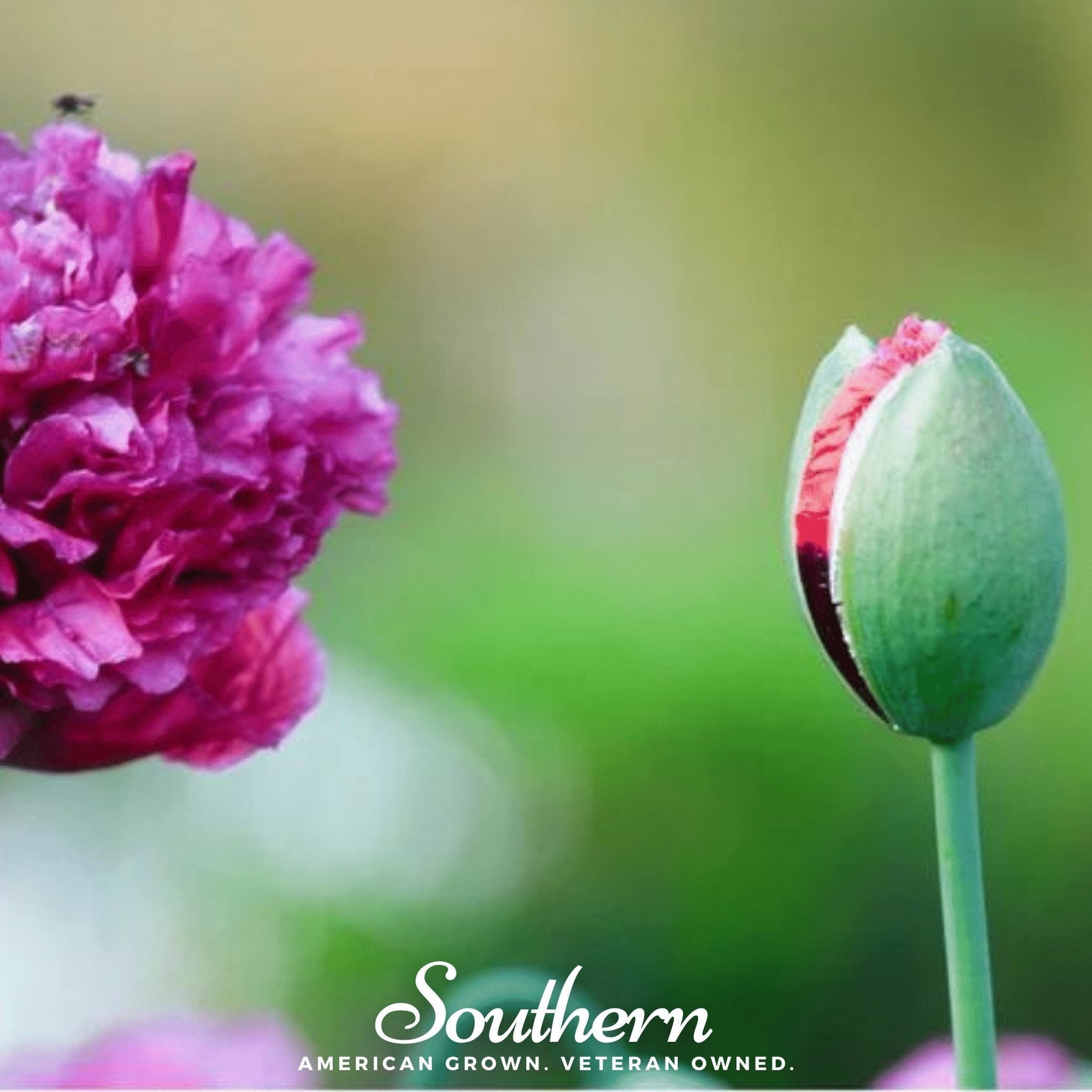 Purple Peony Poppy – 100 Seeds