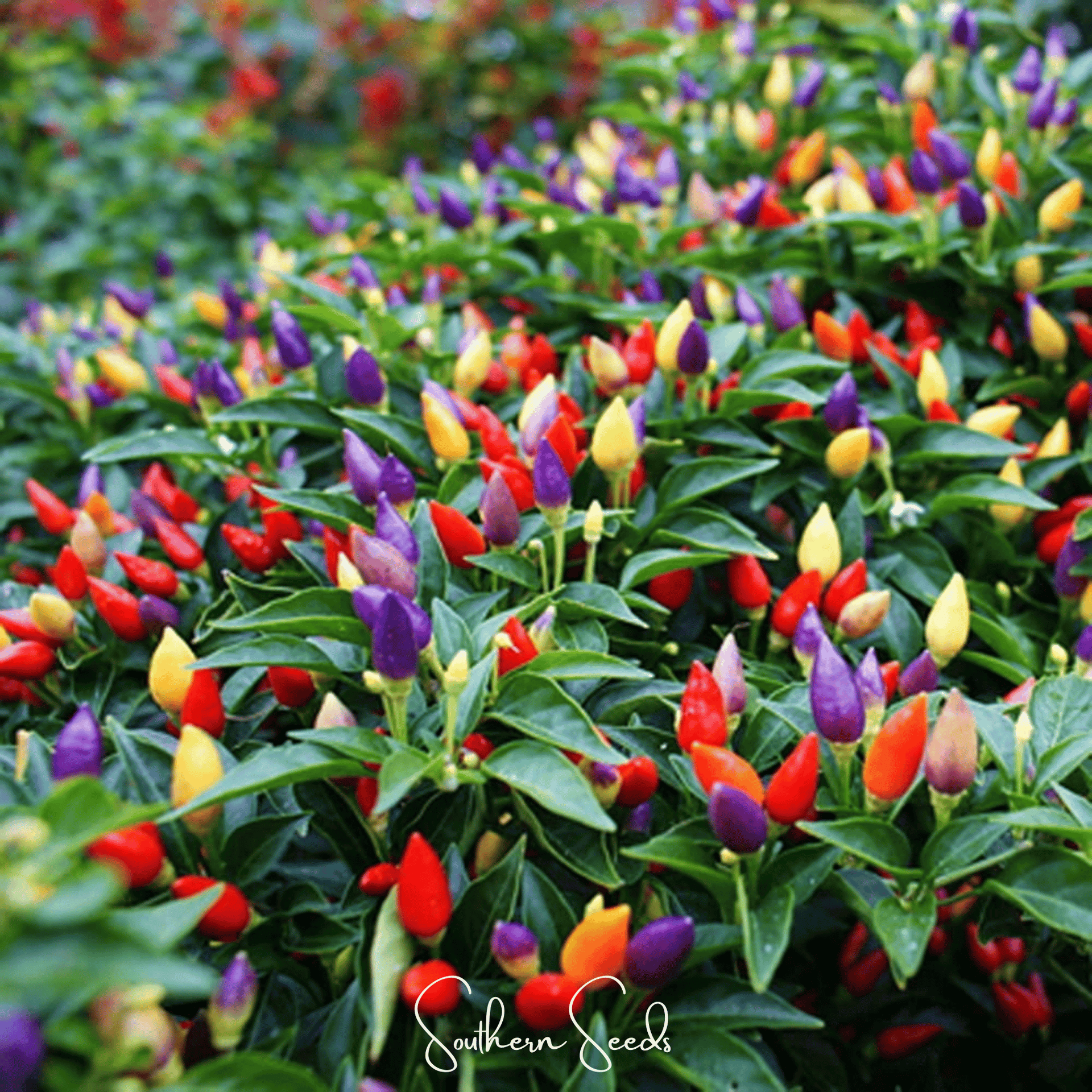 Ornamental Pepper Mix – 30 Seeds