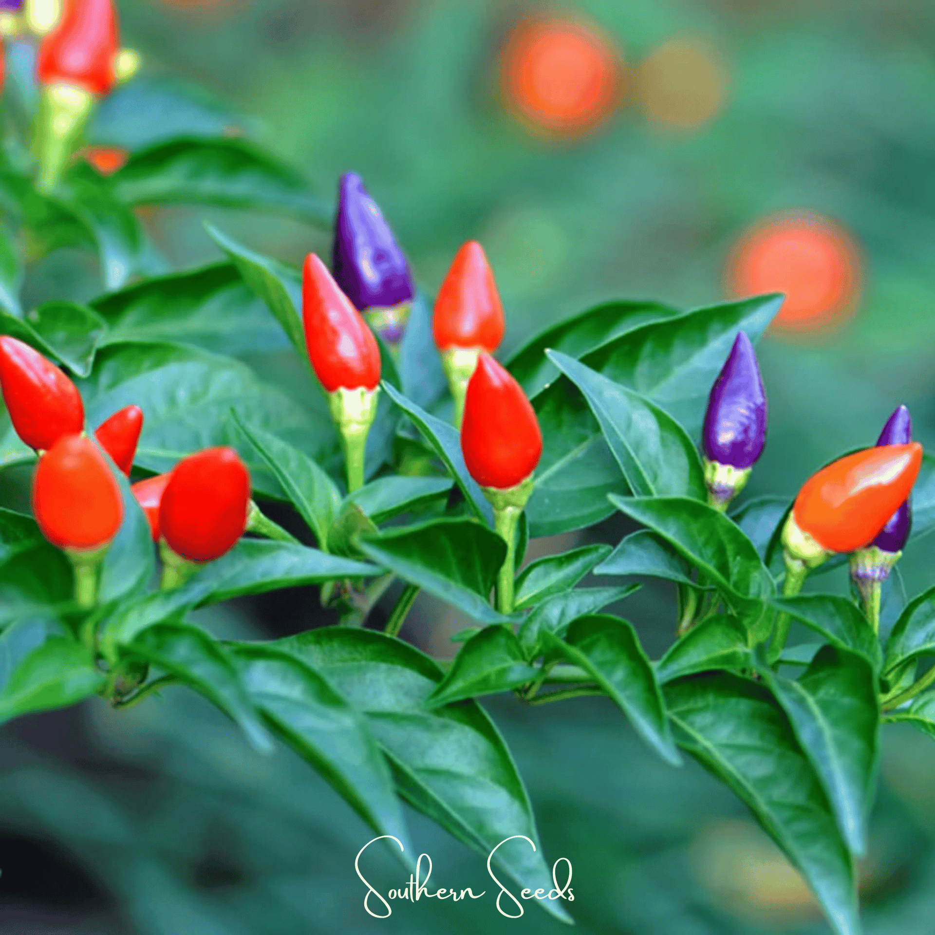 Ornamental Pepper Mix – 30 Seeds