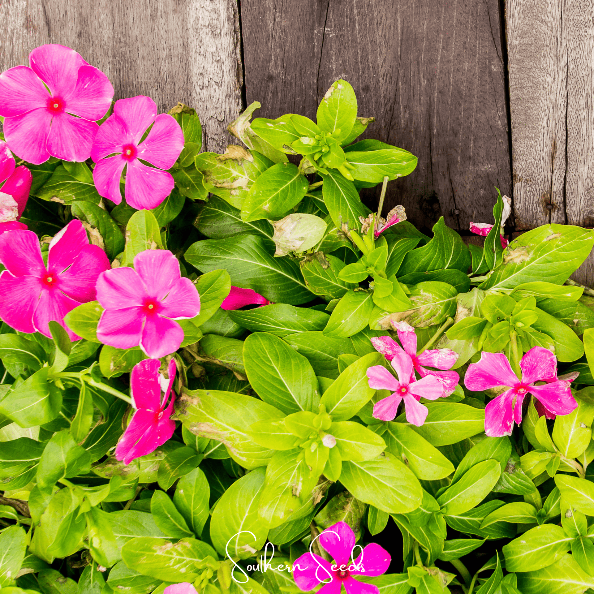 Mix Periwinkle– 100 Seeds