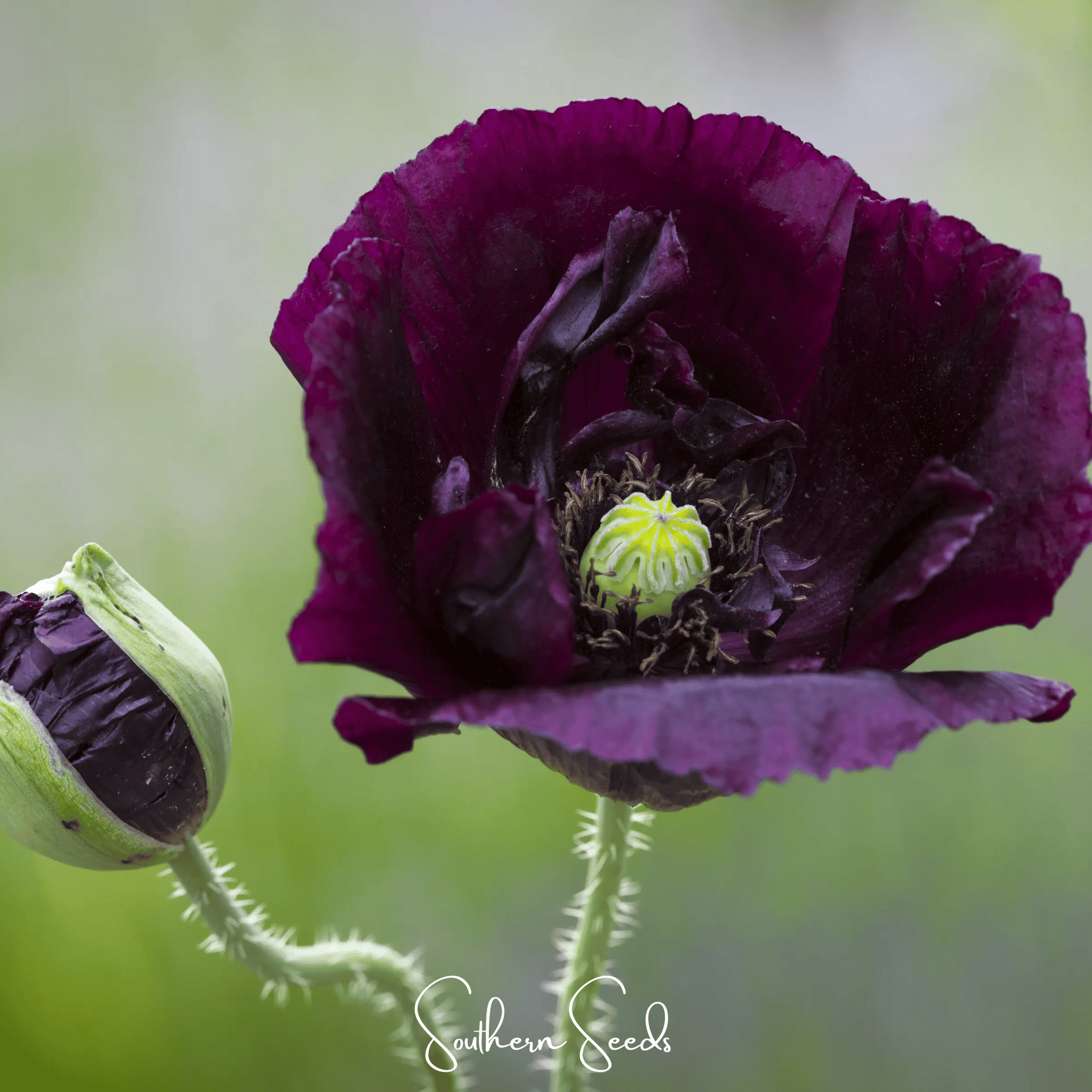 After Midnight Poppy – 100 Seeds