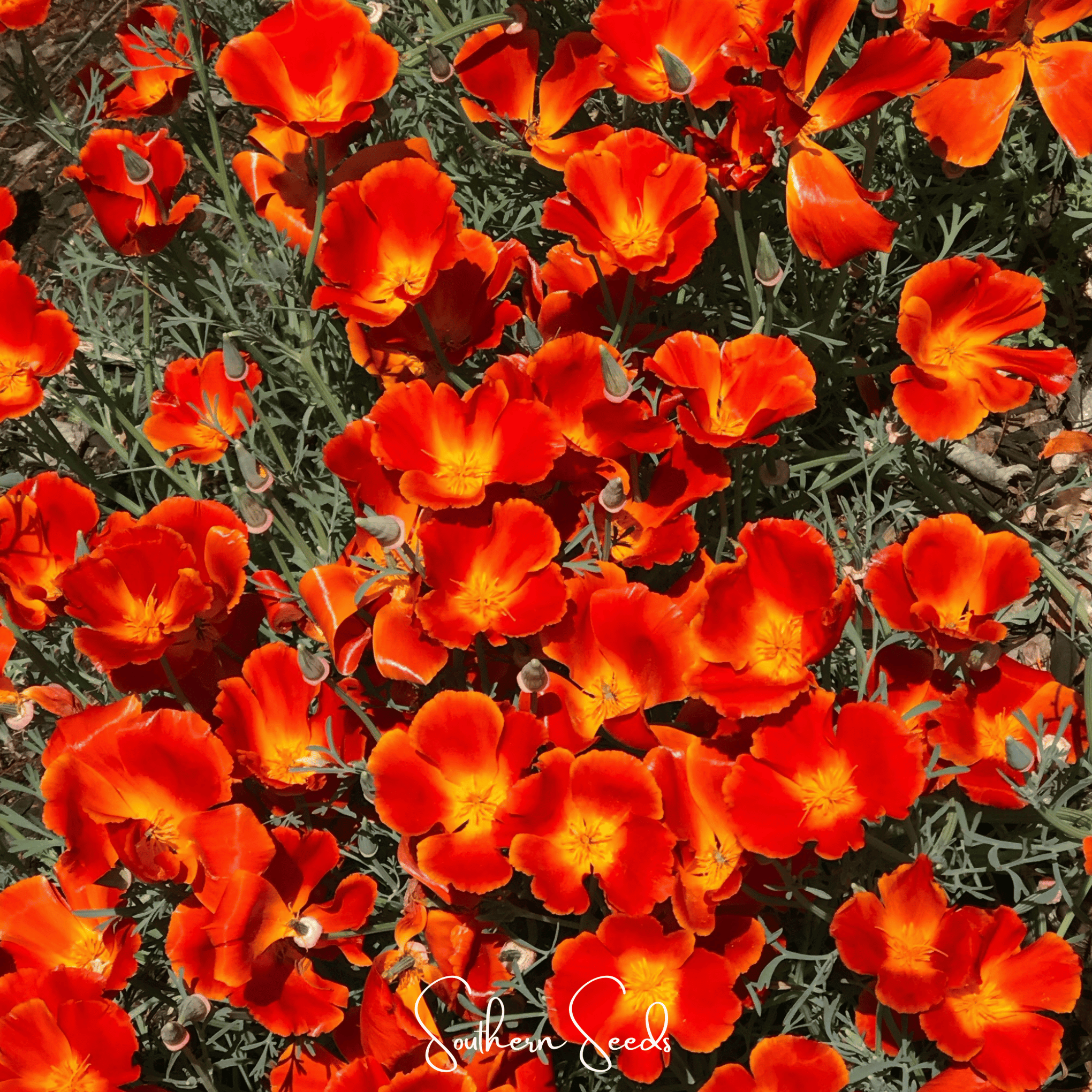 Red Chief California Poppy – 200 Seeds