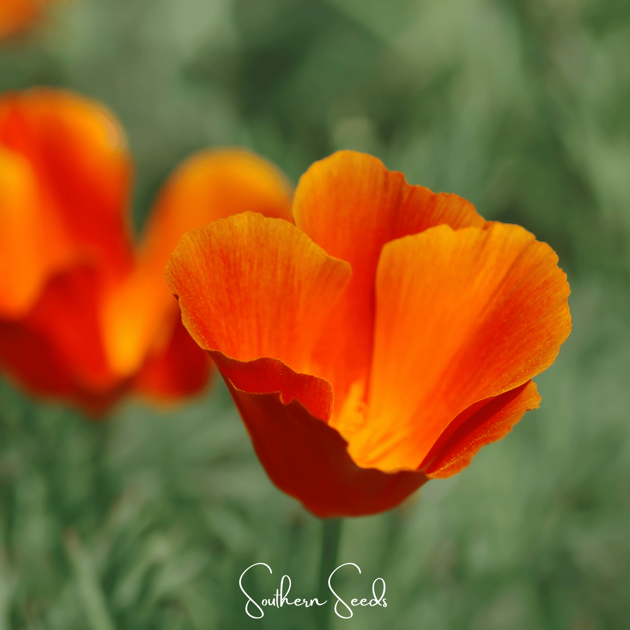 Red Chief California Poppy – 200 Seeds
