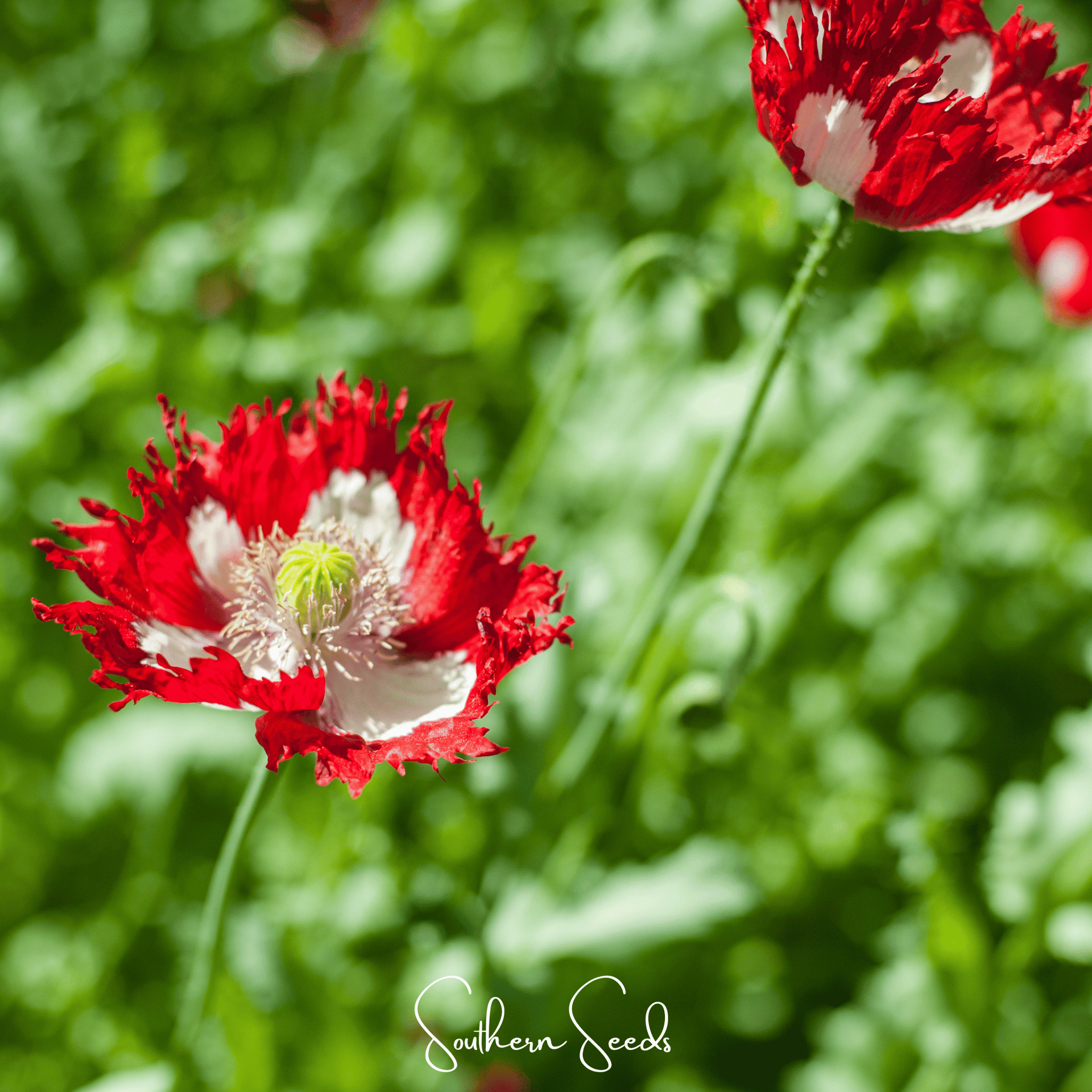 Danish Flag Poppy – 100 Seeds