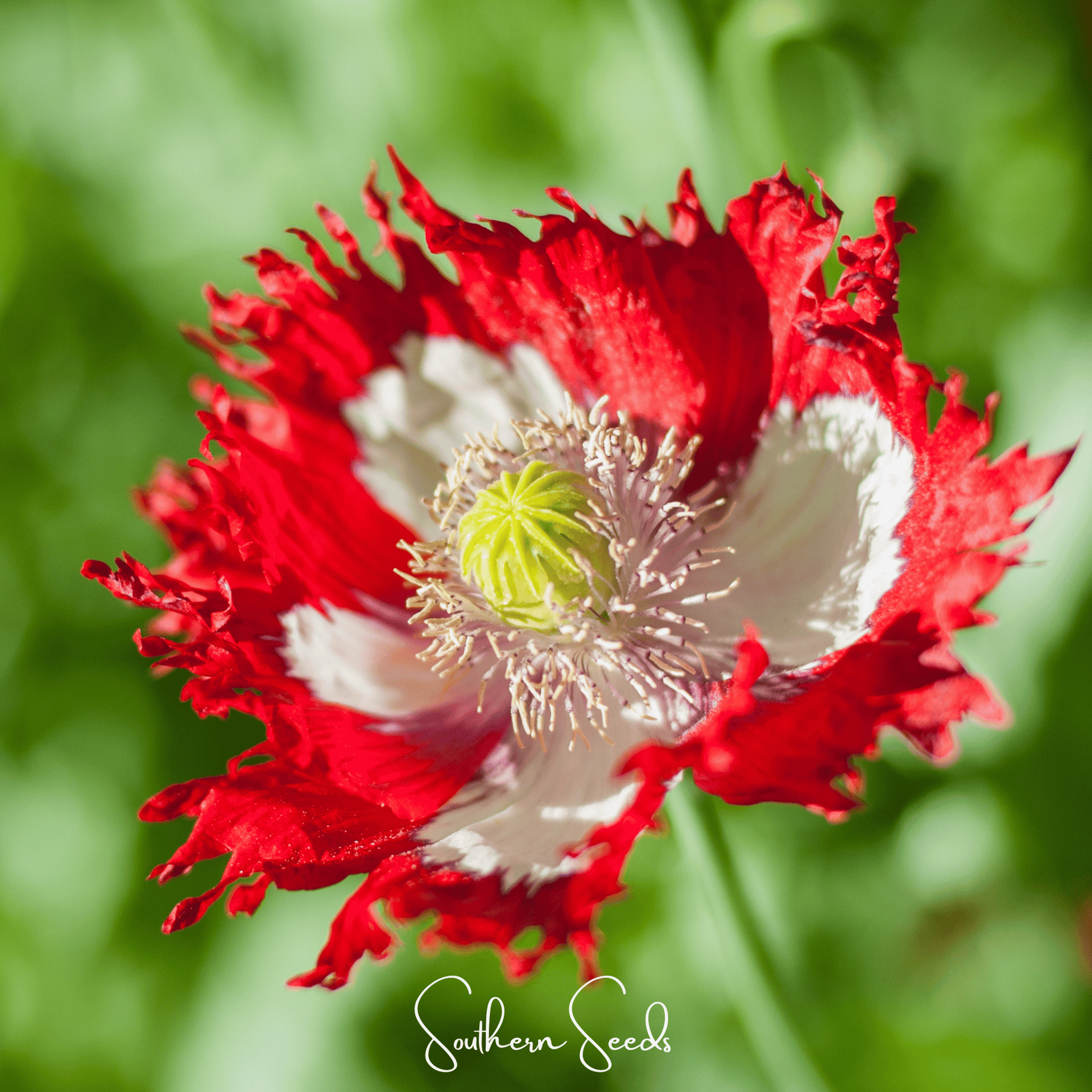 Danish Flag Poppy – 100 Seeds