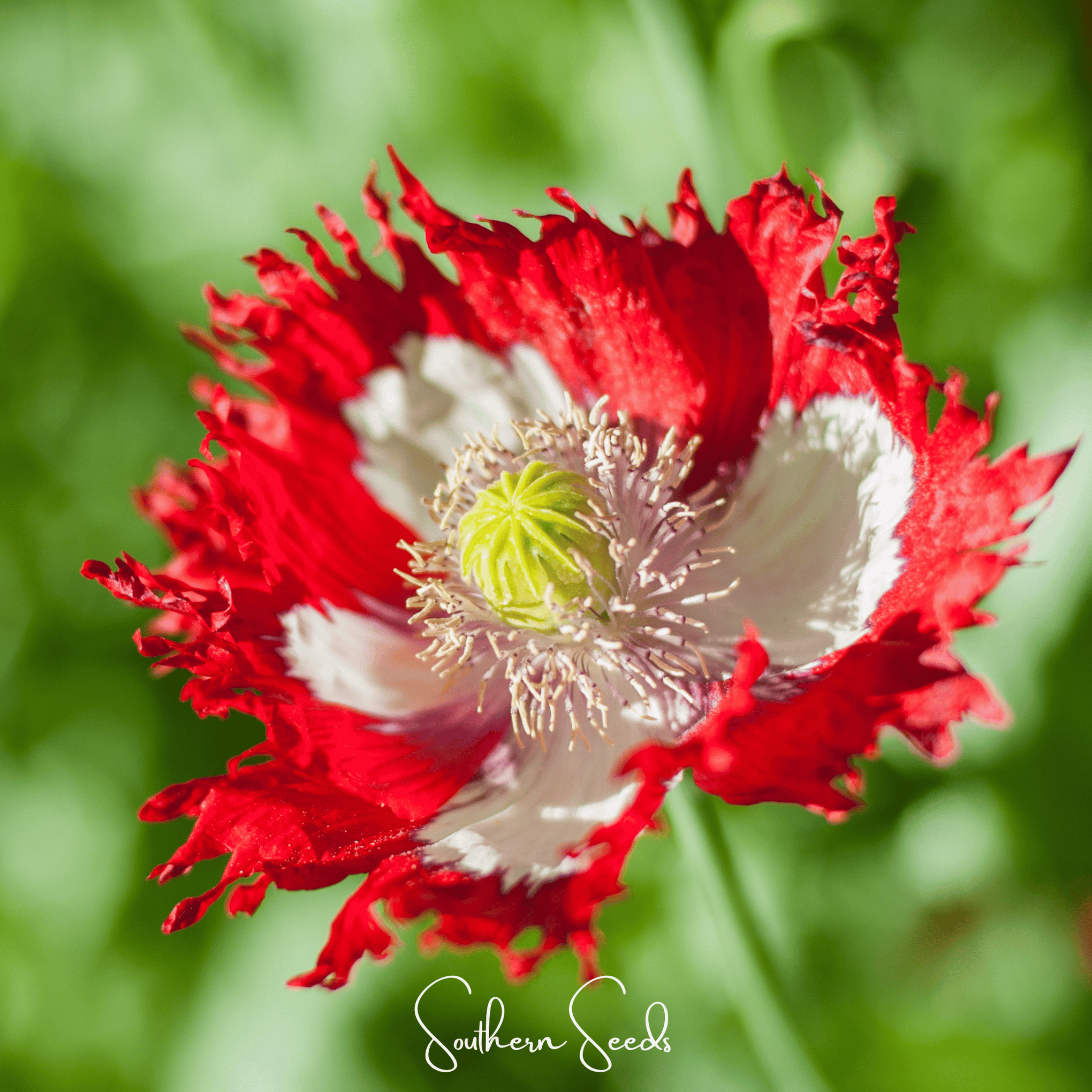Danish Flag Poppy – 100 Seeds