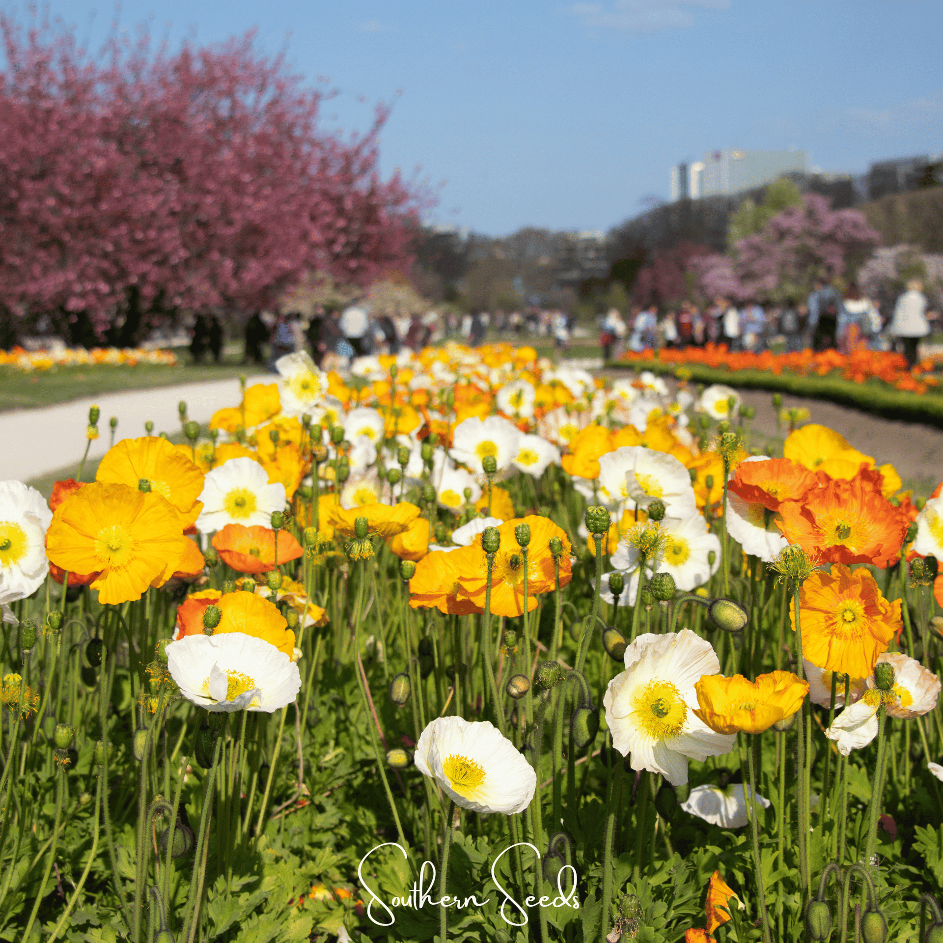 Iceland Poppy – 250 Seeds