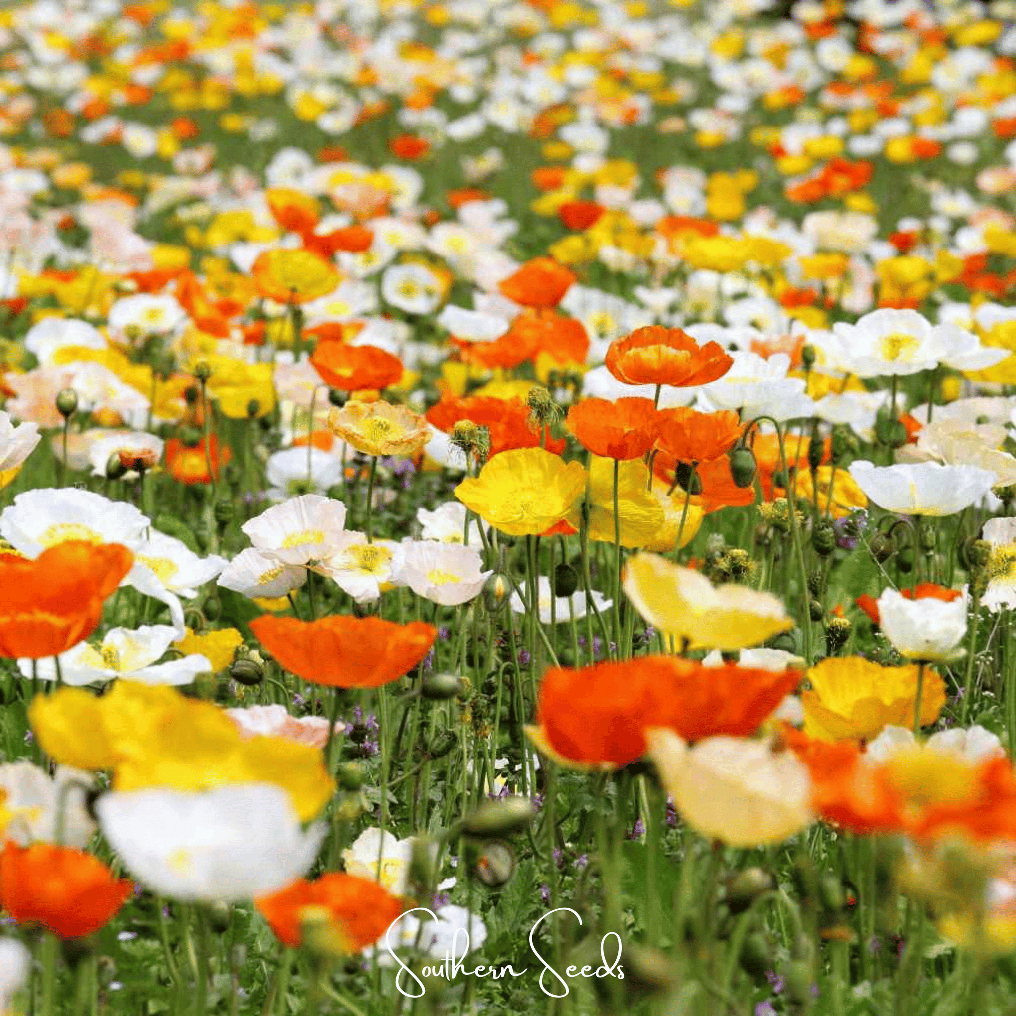Iceland Poppy – 250 Seeds
