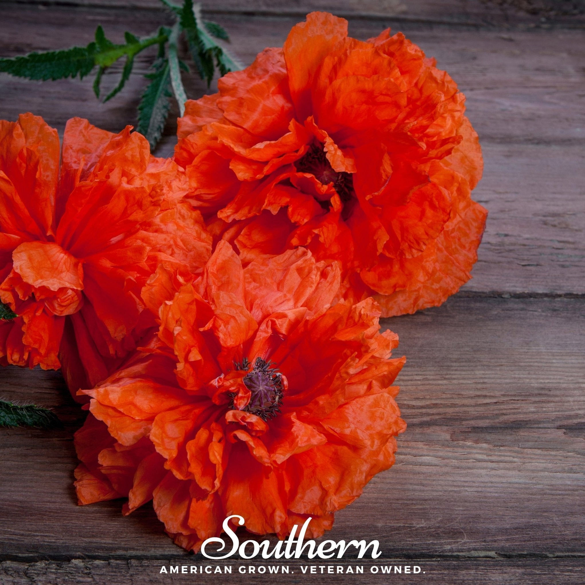 Red Poppy – 100 Seeds