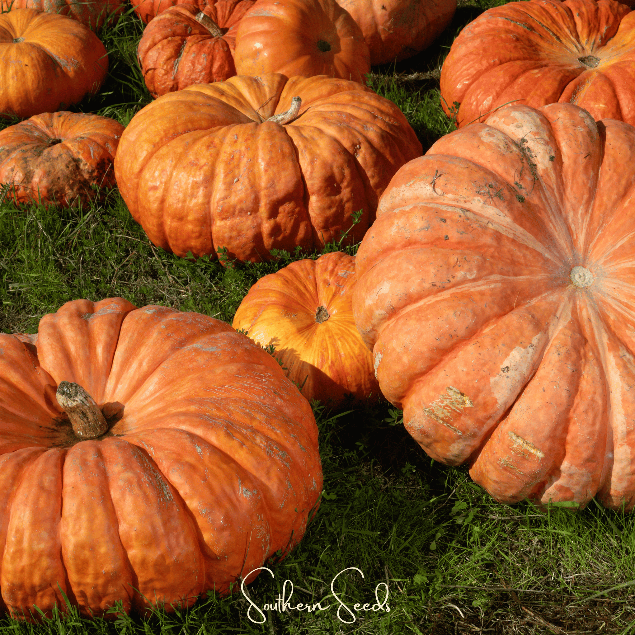 Cinderella Pumpkin – 10 Seeds