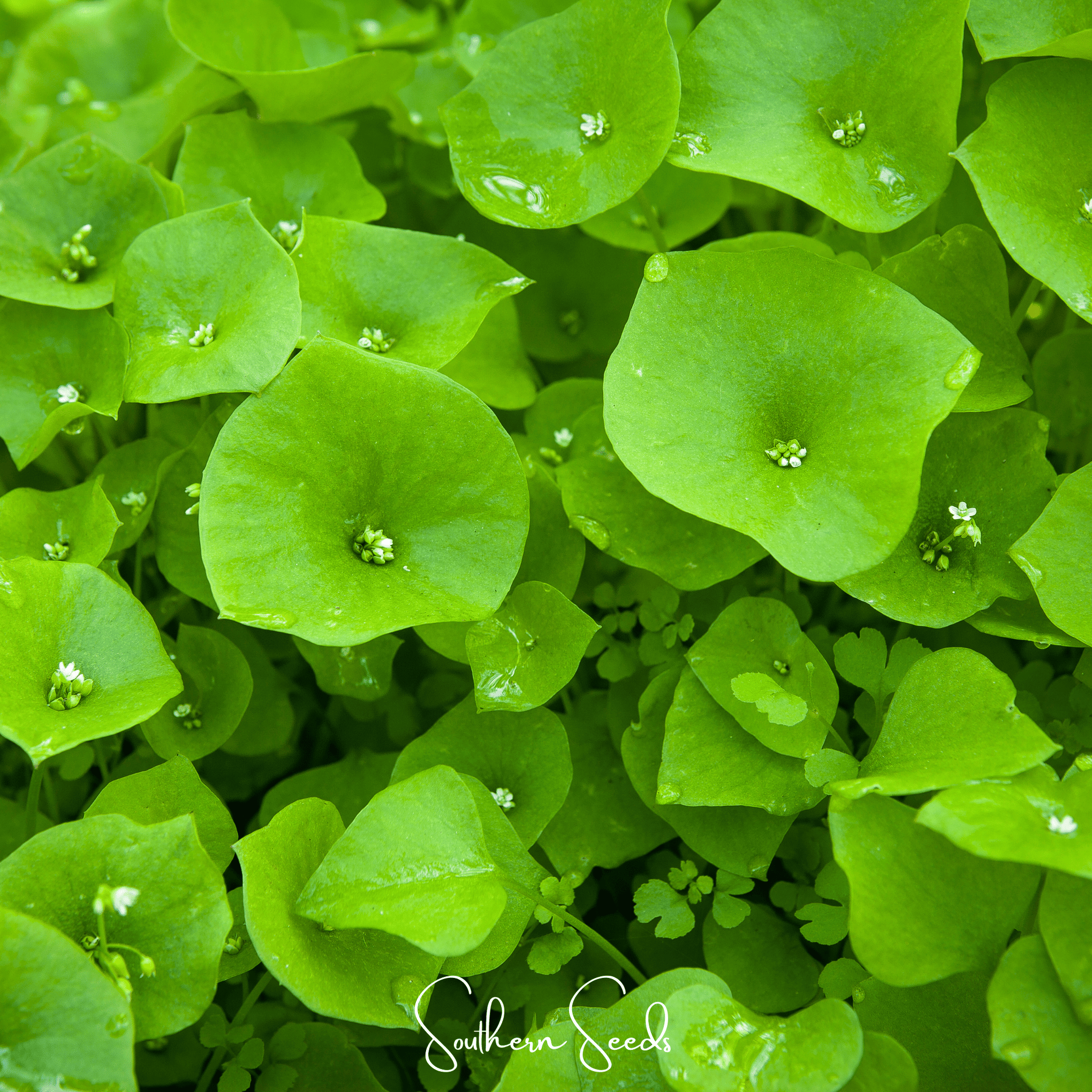 Winter Purslane, Miner’s Lettuce – 100 Seeds