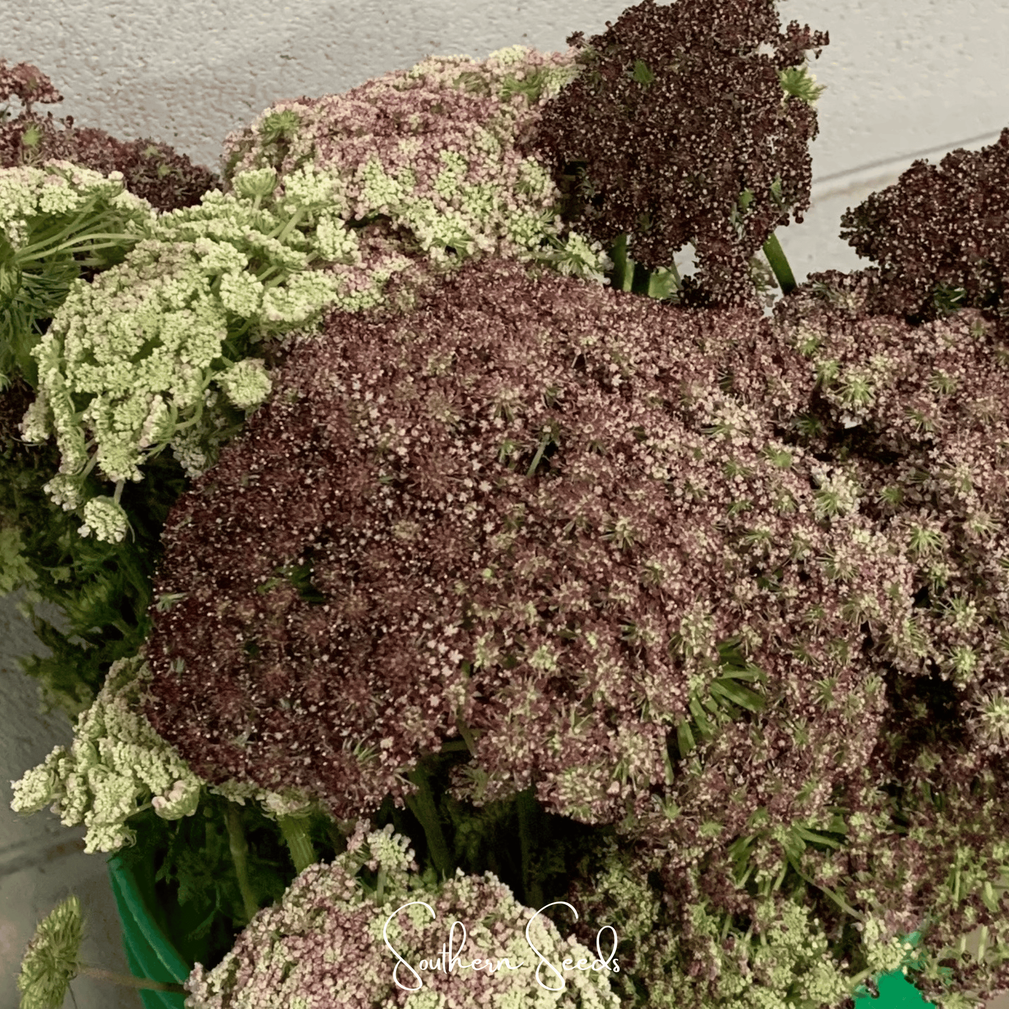 Chocolate Lace Queen Anne's Lace – 100 Seeds