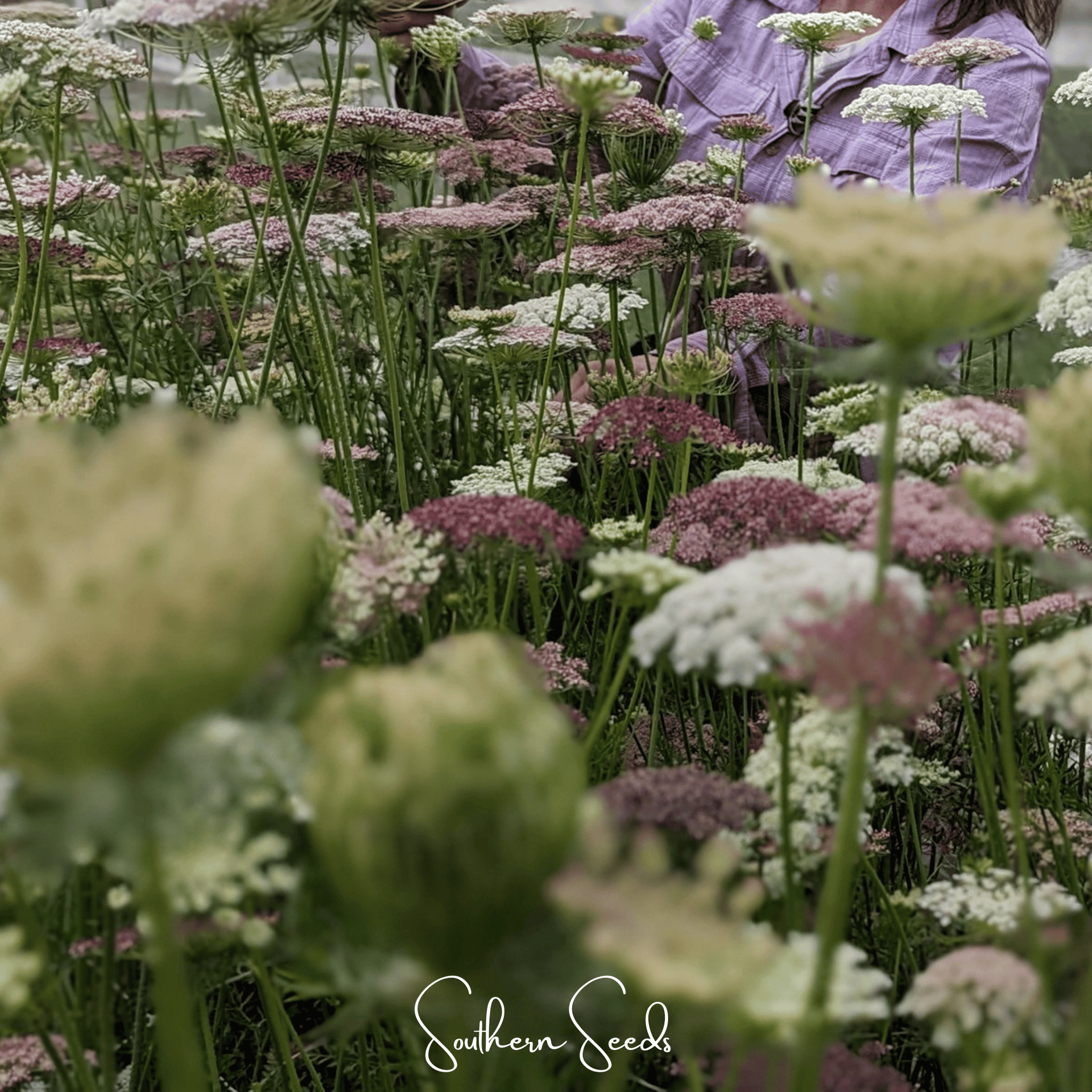 Chocolate Lace Queen Anne's Lace – 100 Seeds