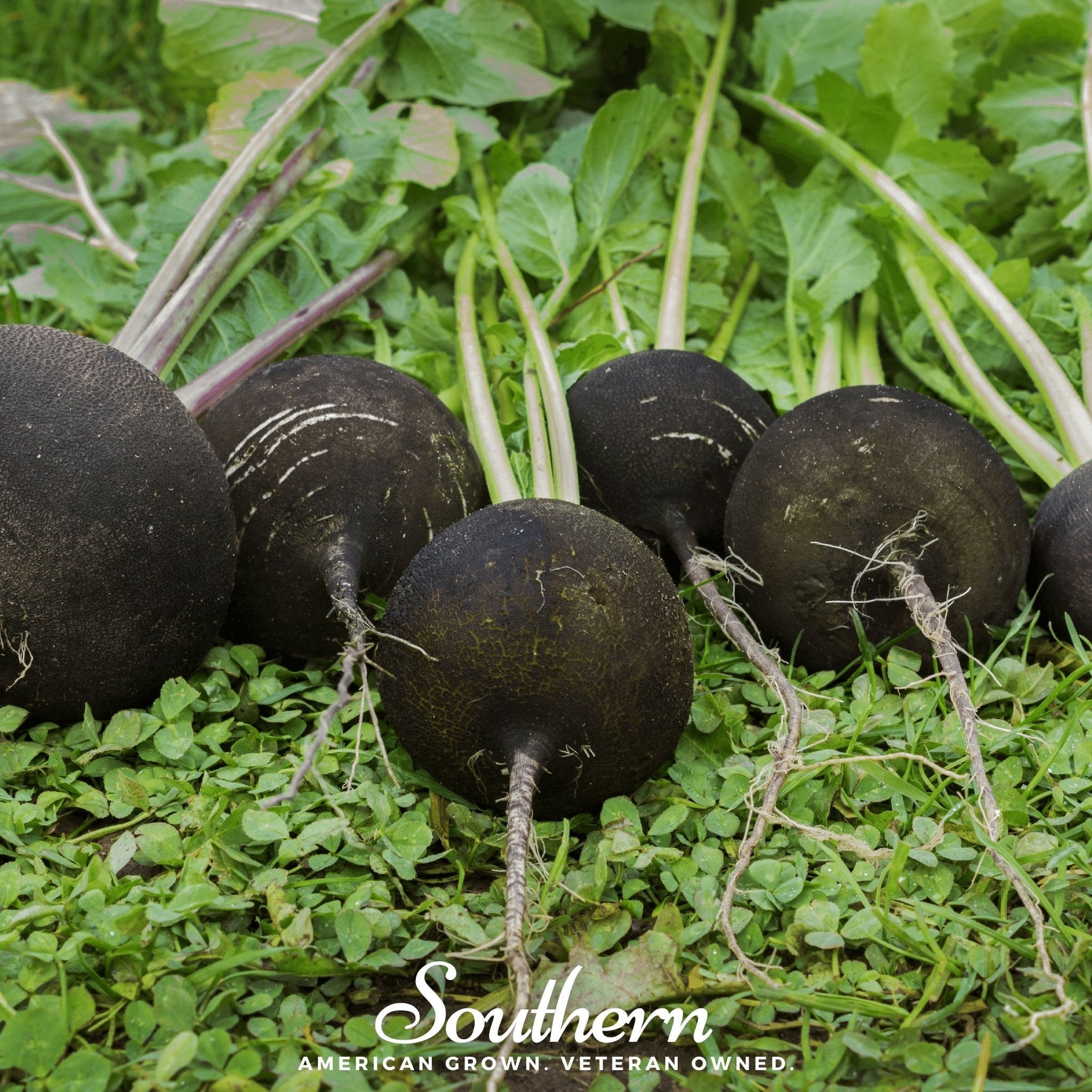 Black Spanish Radish – 250 Seeds