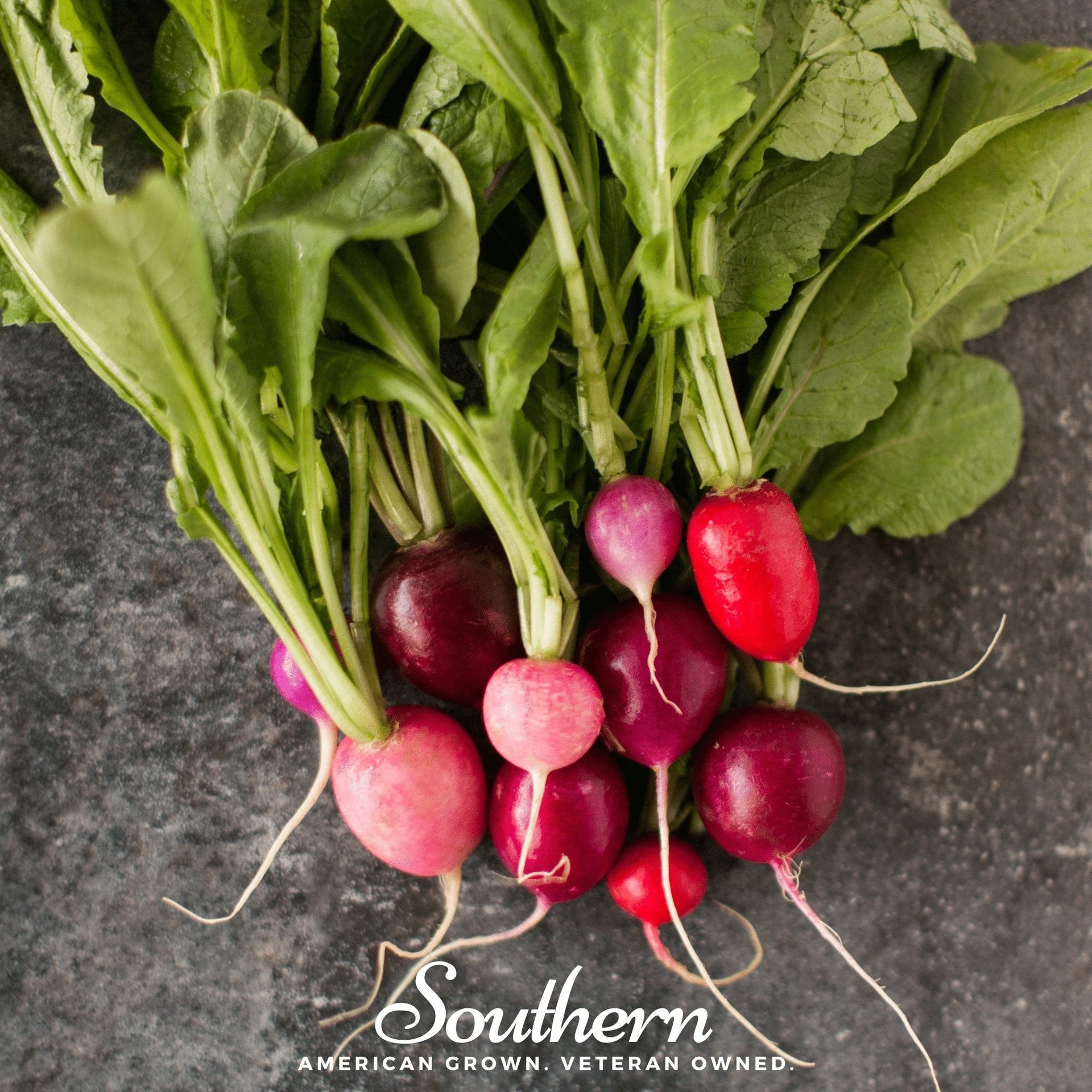 Easter Egg Radish – 250 Seeds