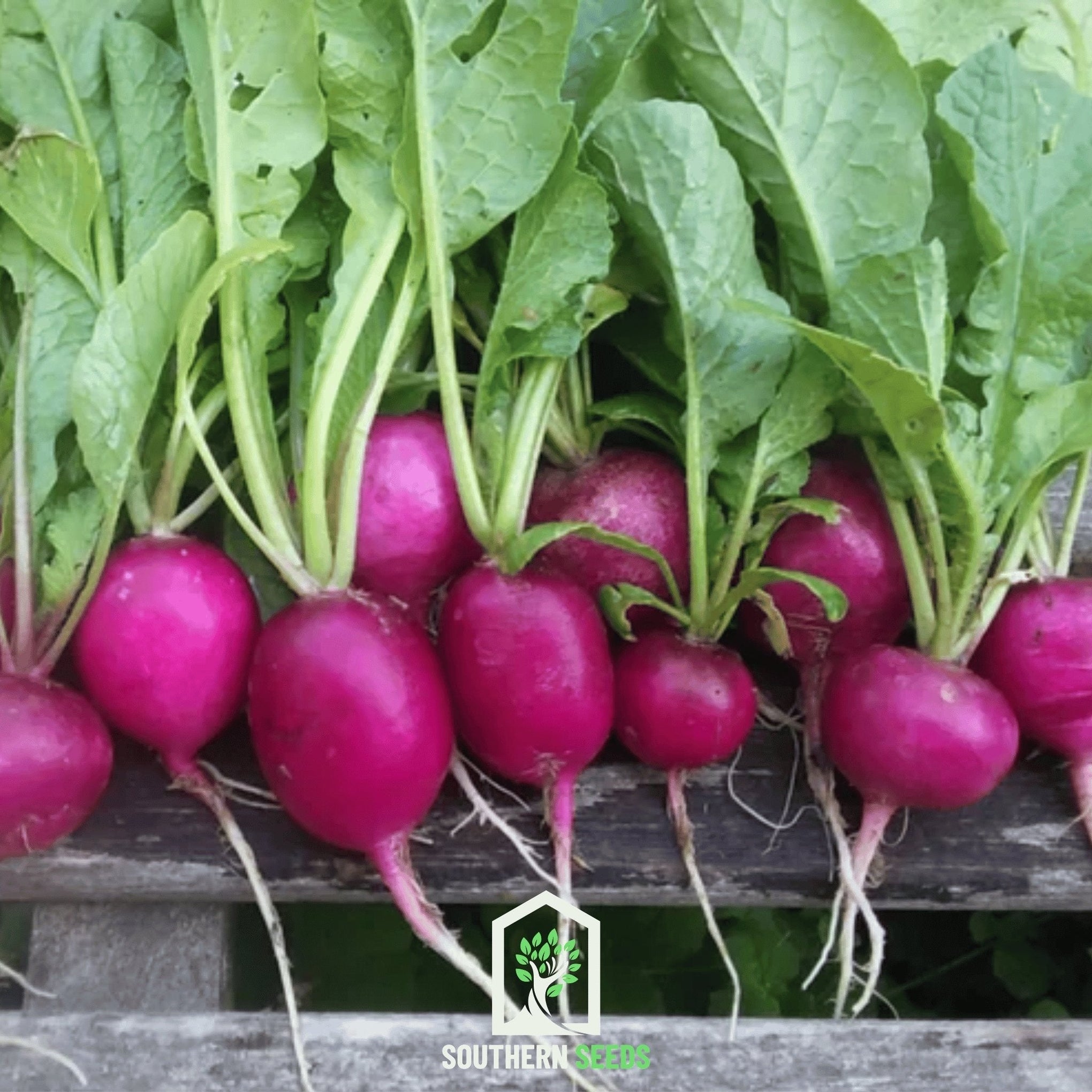 Purple Plum Radish – 250 Seeds