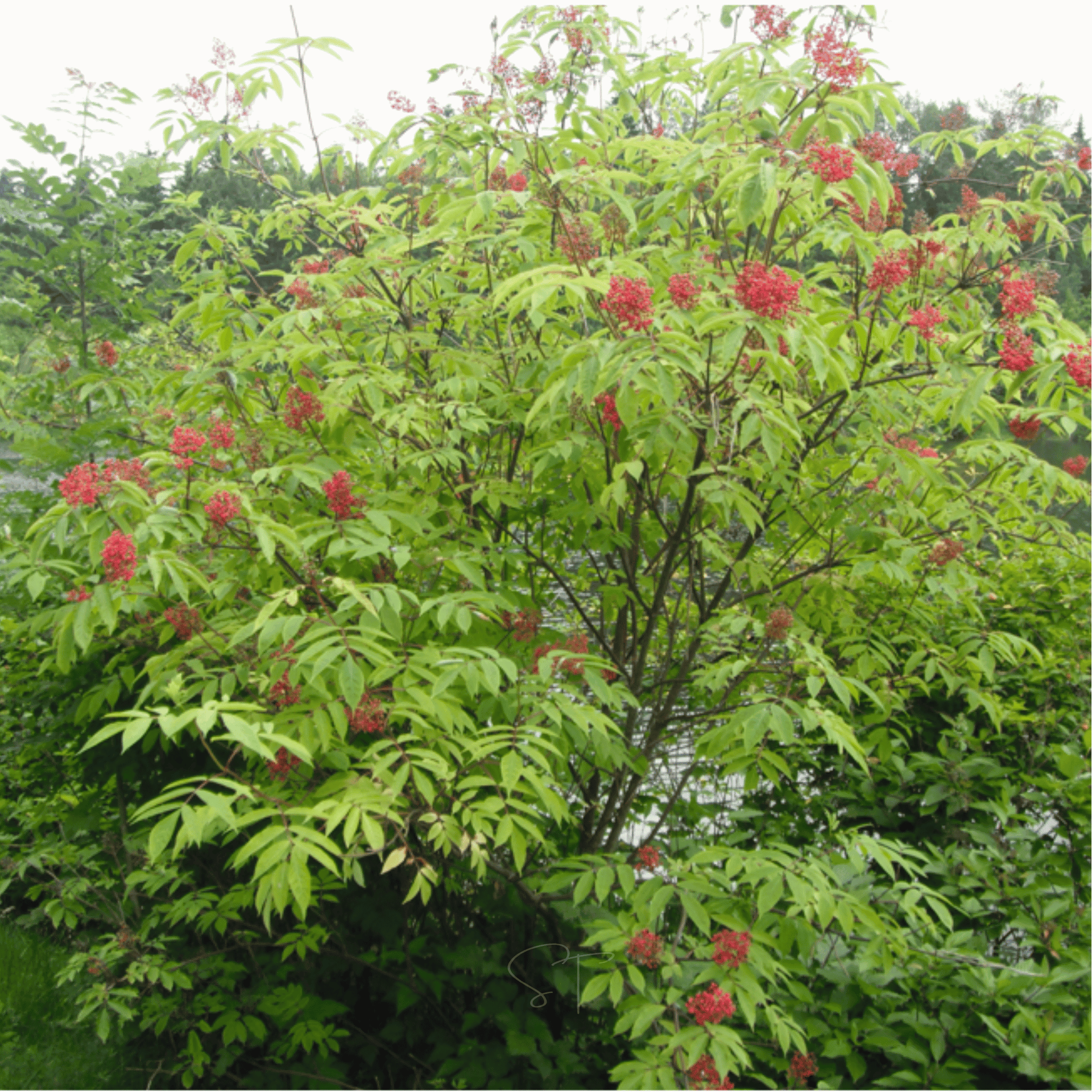 Red Elderberry – 50 Seeds