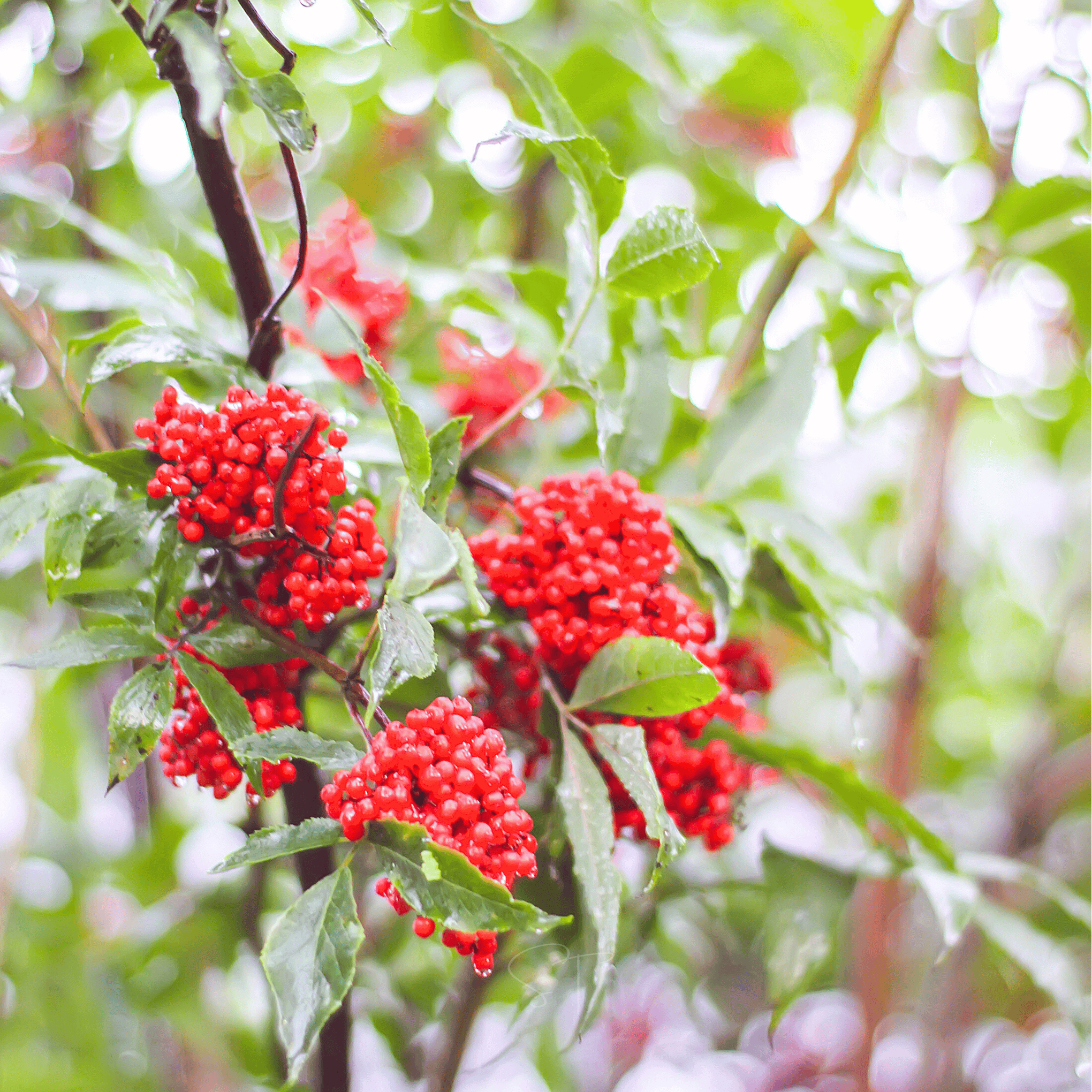 Red Elderberry – 50 Seeds