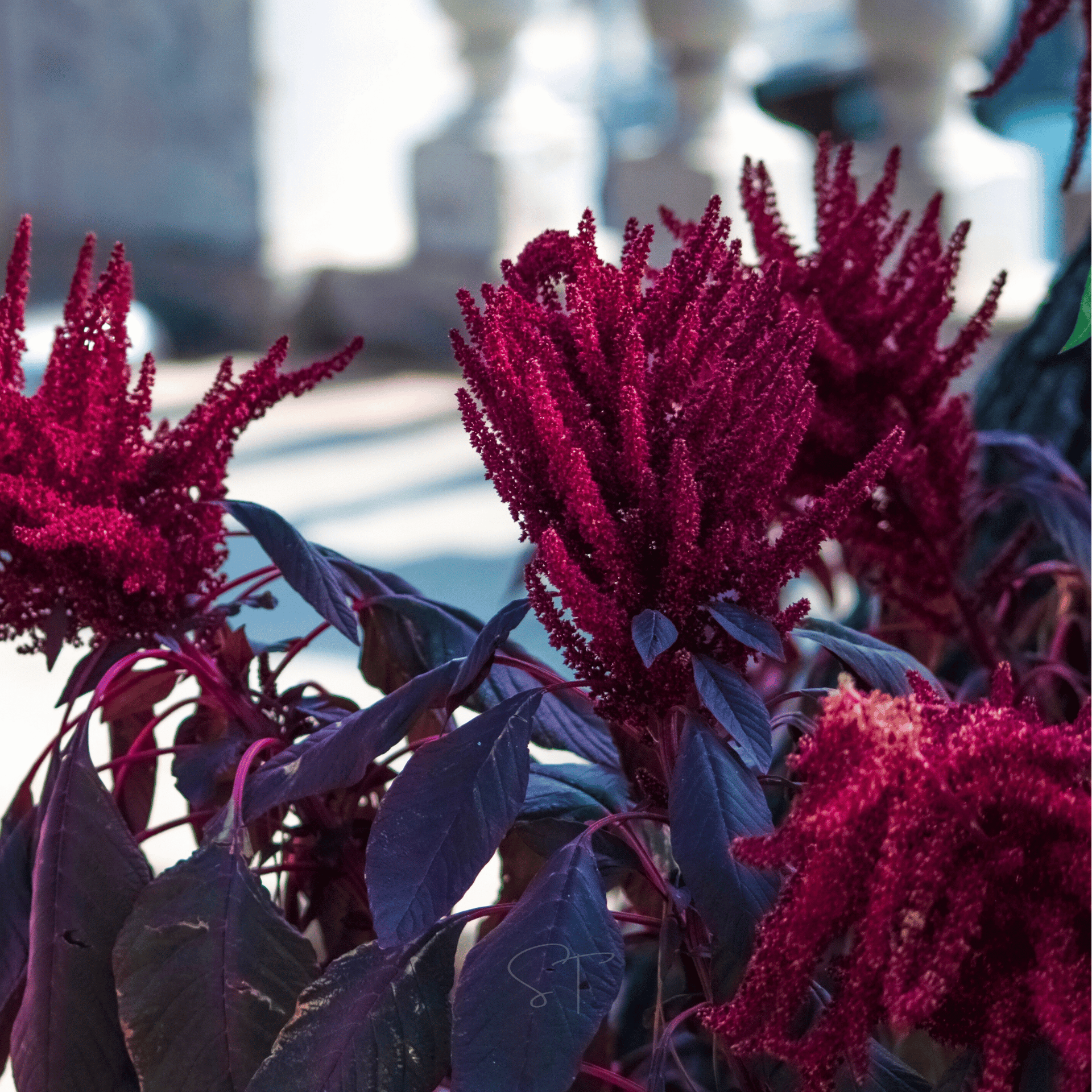 Red Garnet Amaranth – 250 Seeds