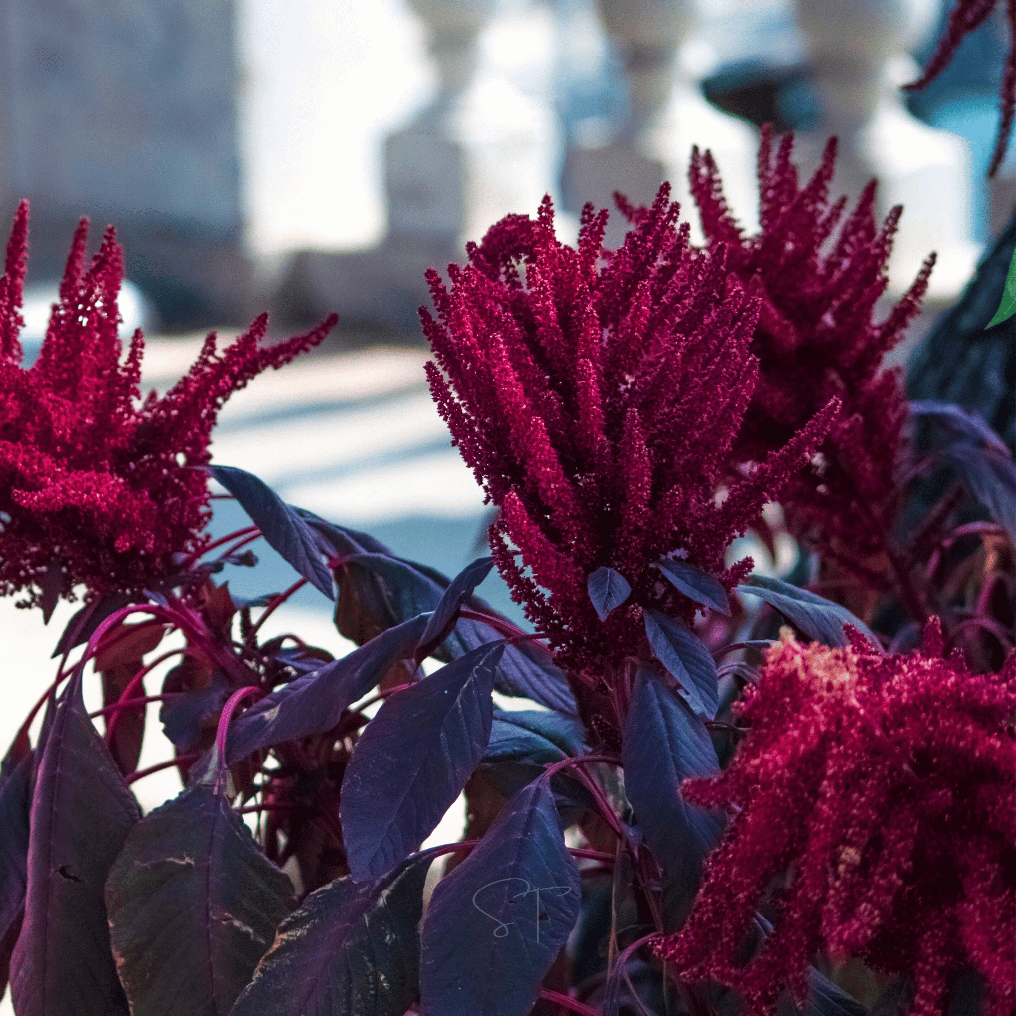 Red Garnet Amaranth – 250 Seeds