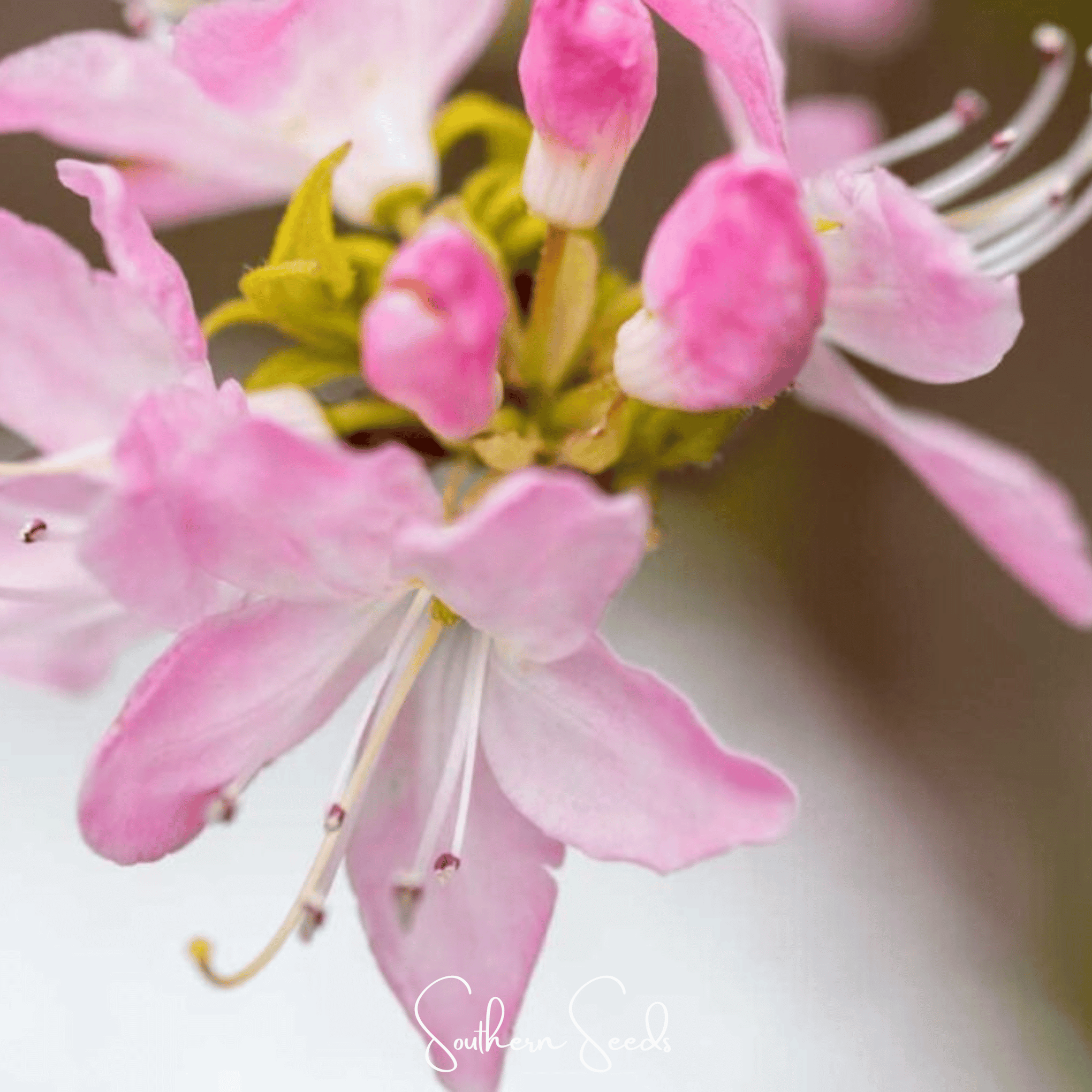Carolina Azalea Rhododendron – 100 Seeds