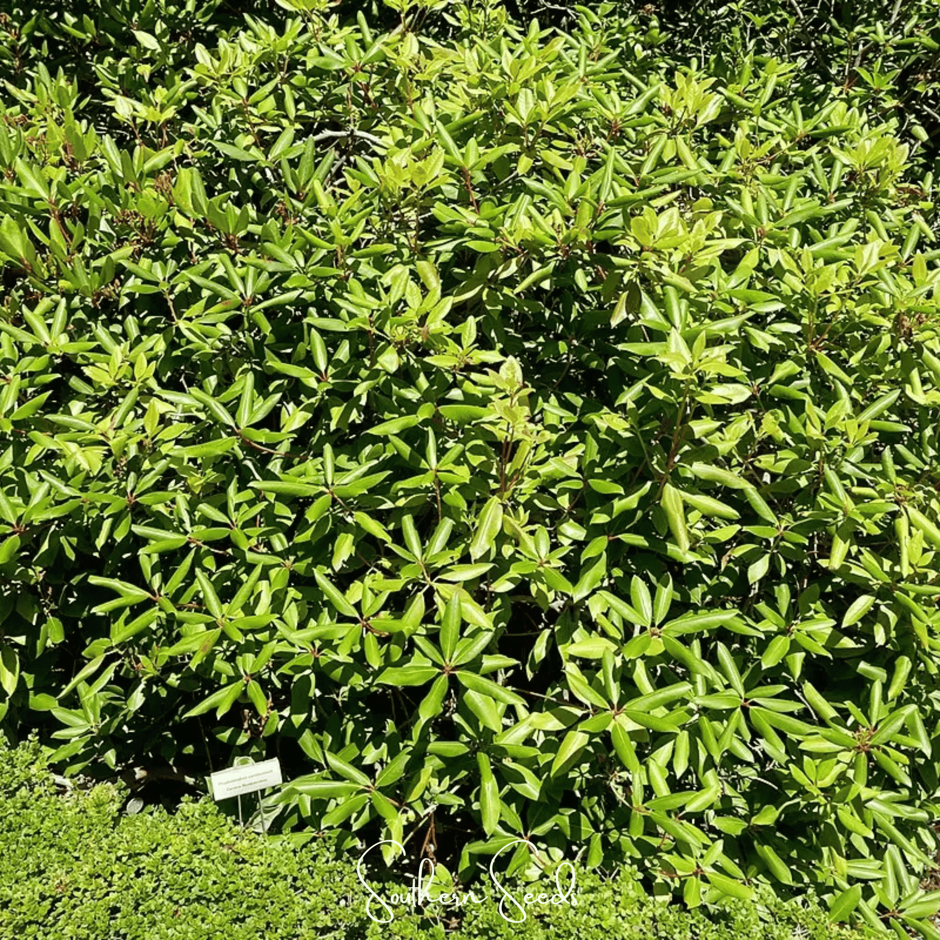 Carolina Azalea Rhododendron – 100 Seeds