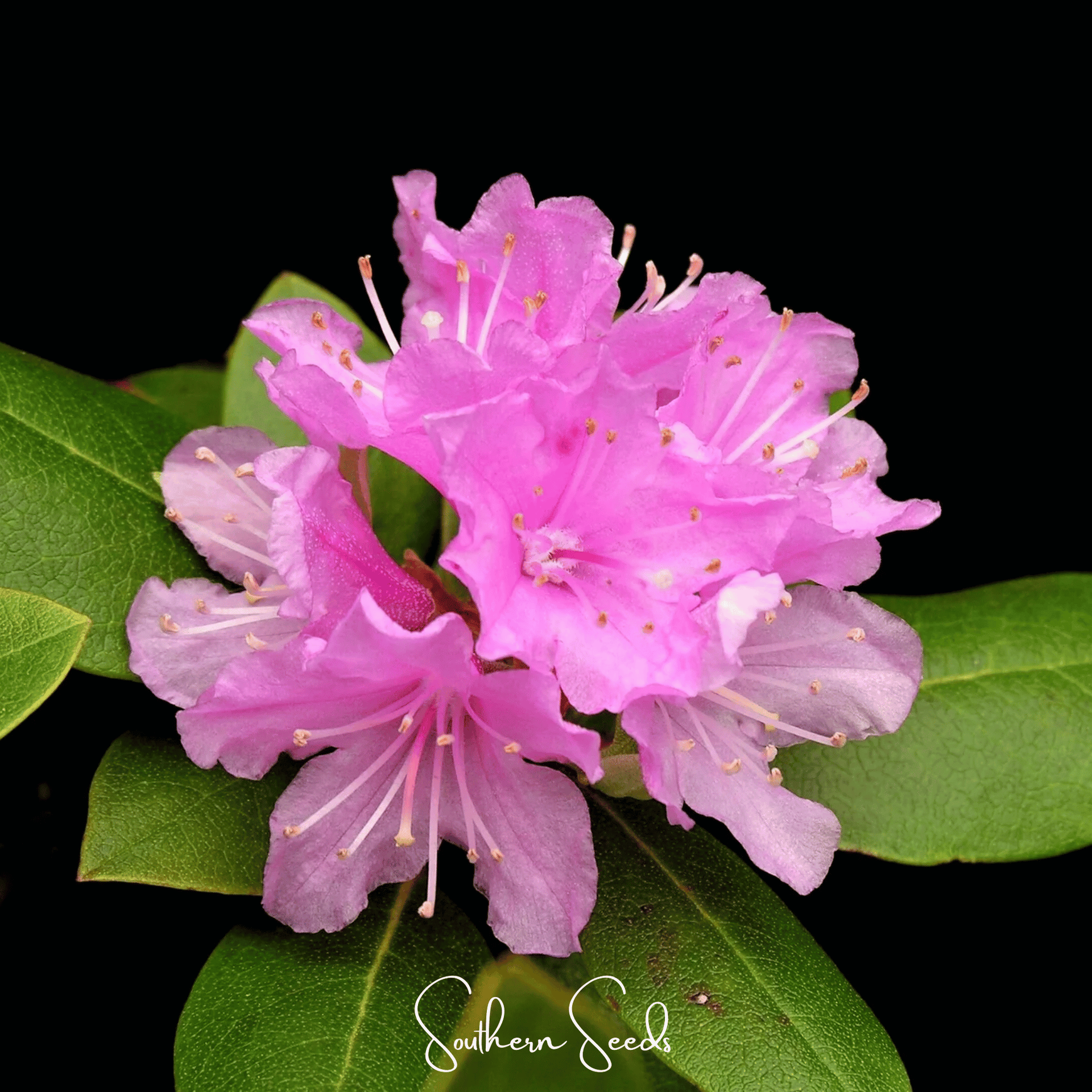Carolina Azalea Rhododendron – 100 Seeds