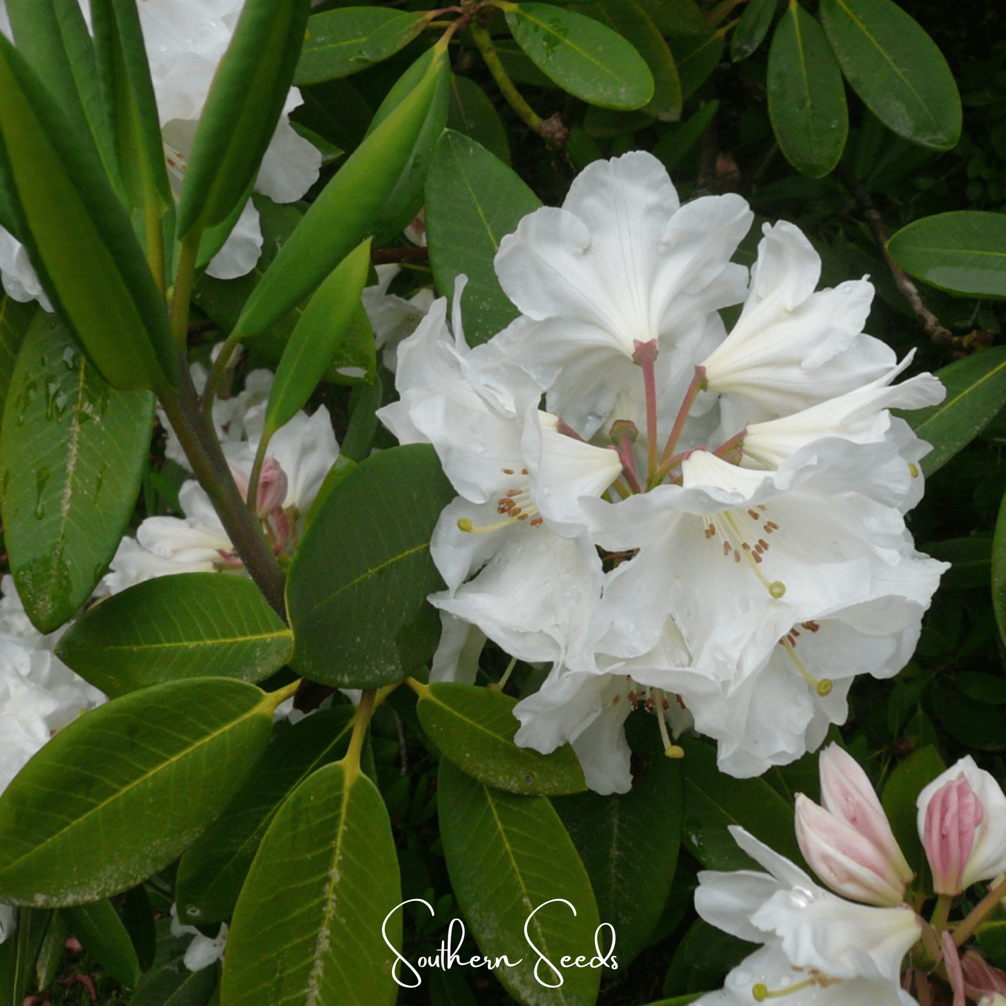 Fortune Rhododendron – 100 Seeds