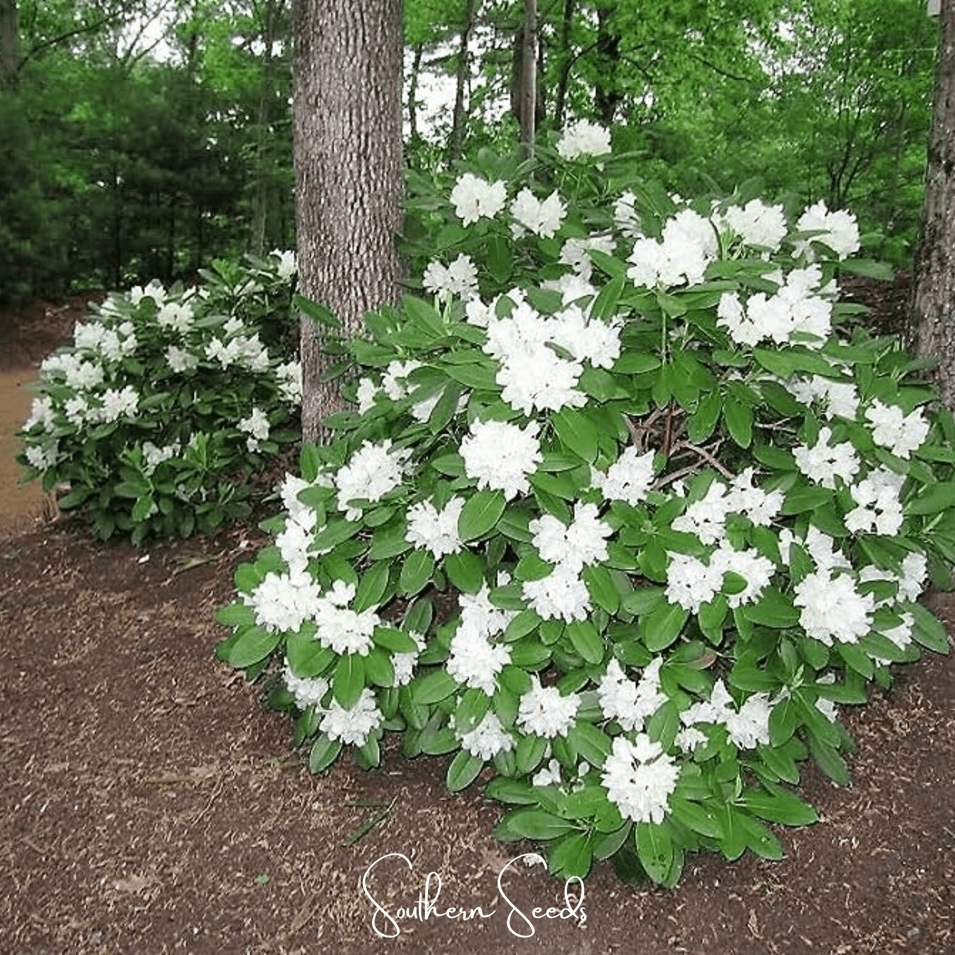 Fortune Rhododendron – 100 Seeds