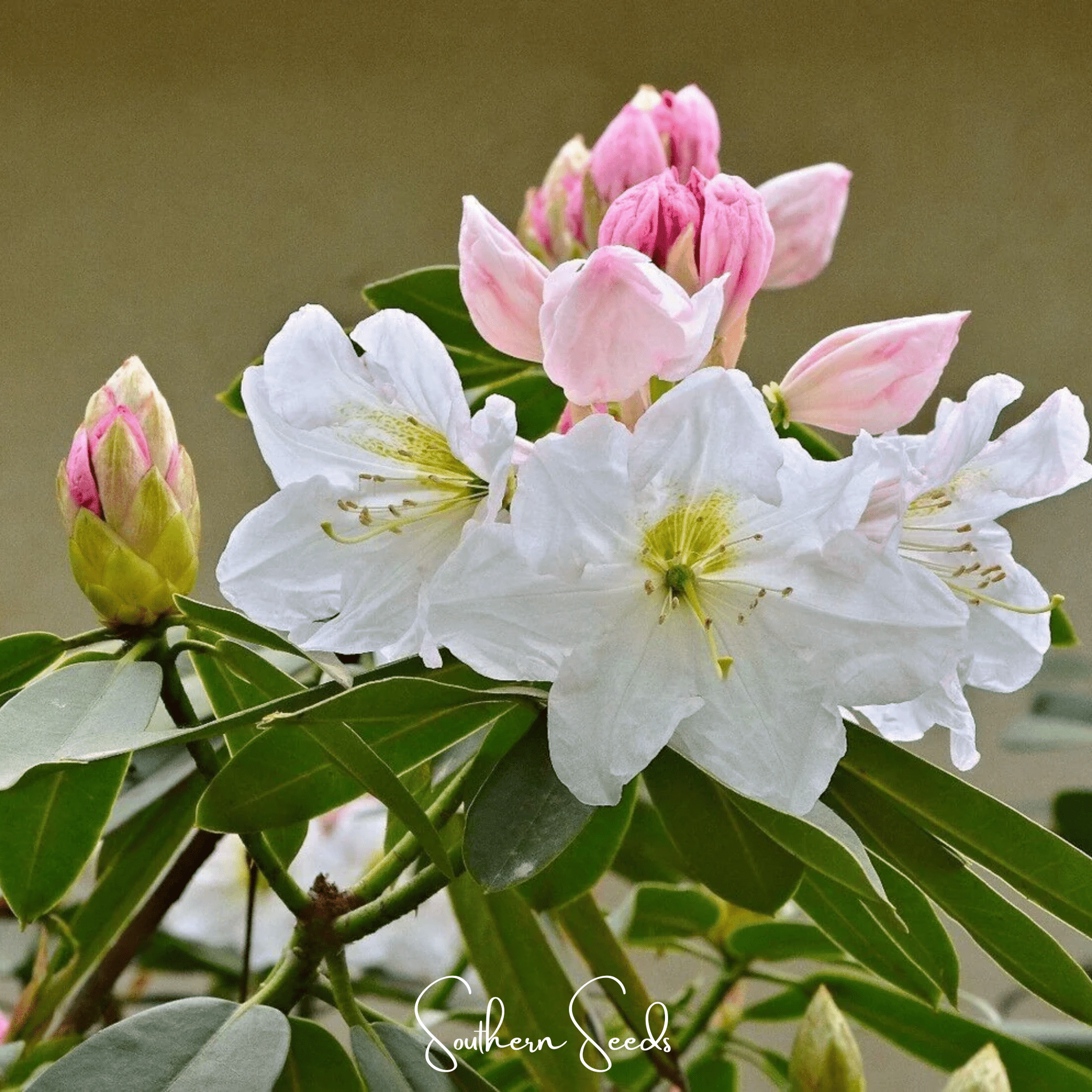 Fortune Rhododendron – 100 Seeds
