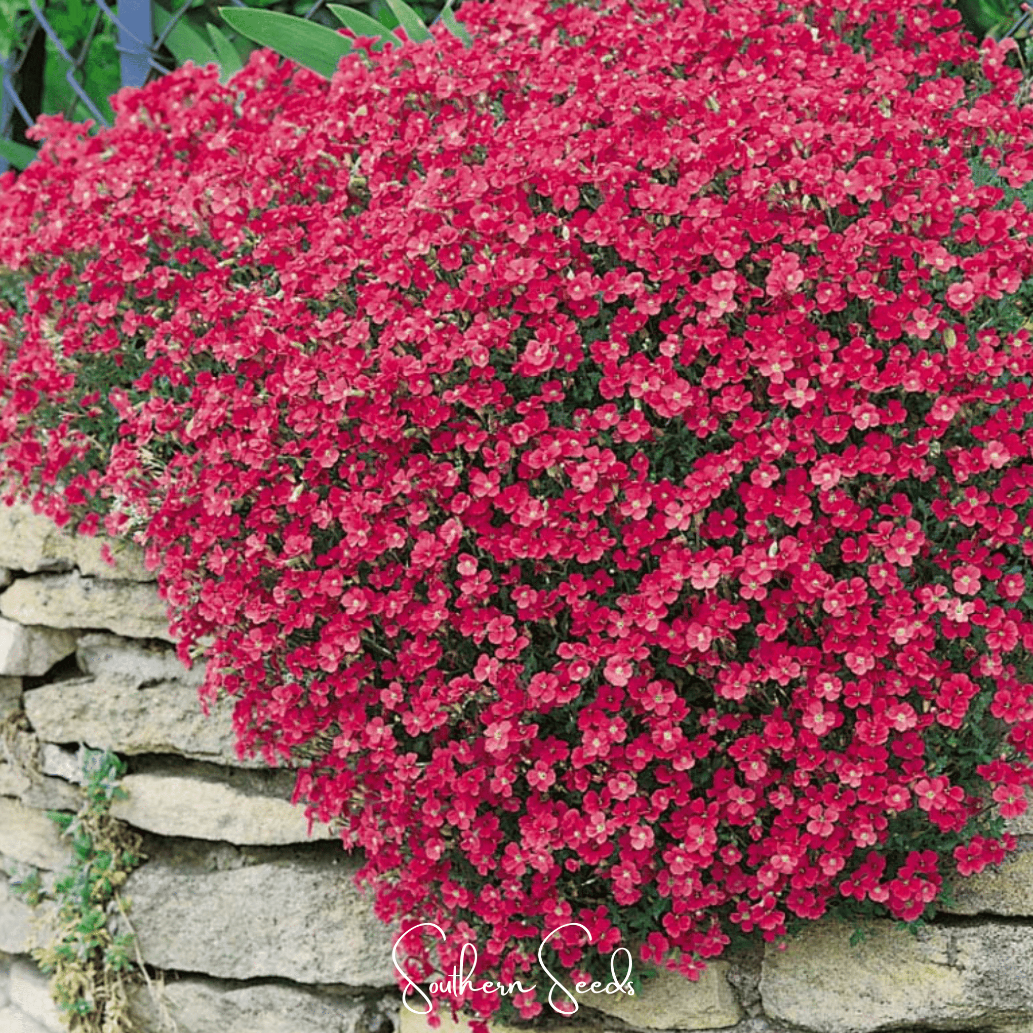 Cascade Red Rockcress – 50 Seeds