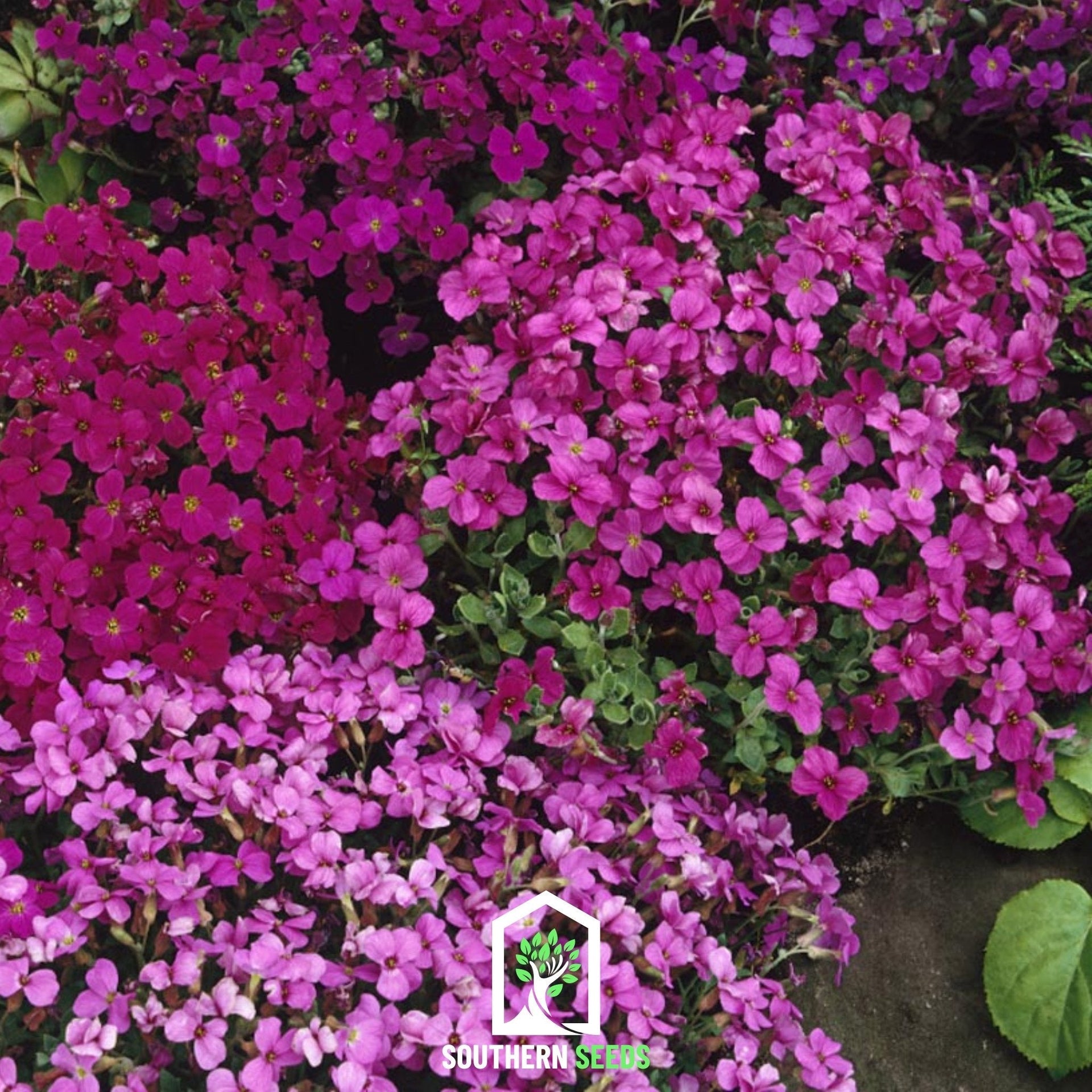 Royal Rockcress Mix – 100 Seeds