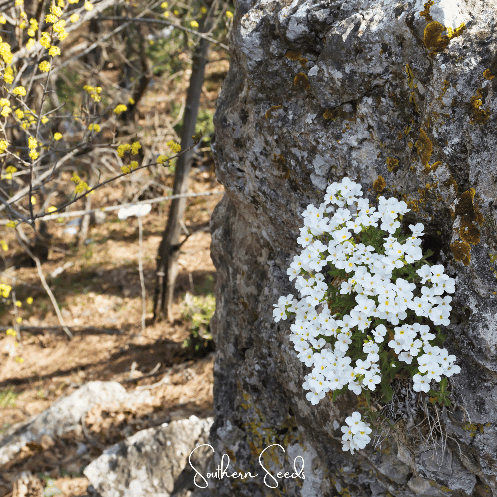 White Rockcress – 250 Seeds