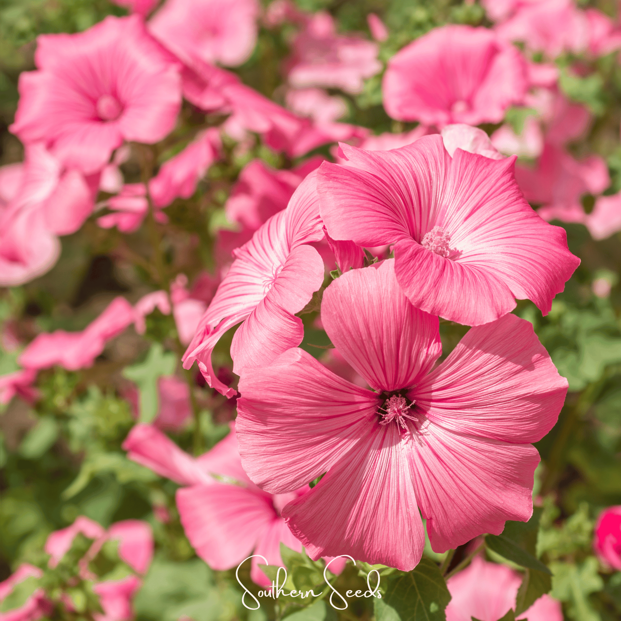 Loveliness Rose Mallow – 50 Seeds