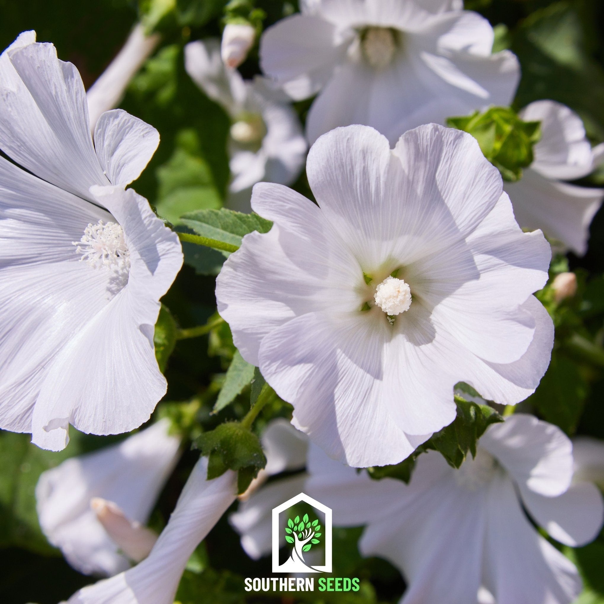 Rose Mallow Mix – 50 Seeds