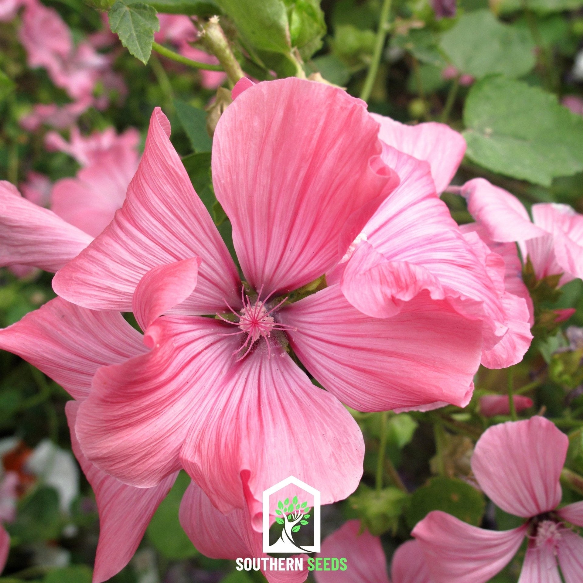 Rose Mallow Mix – 50 Seeds