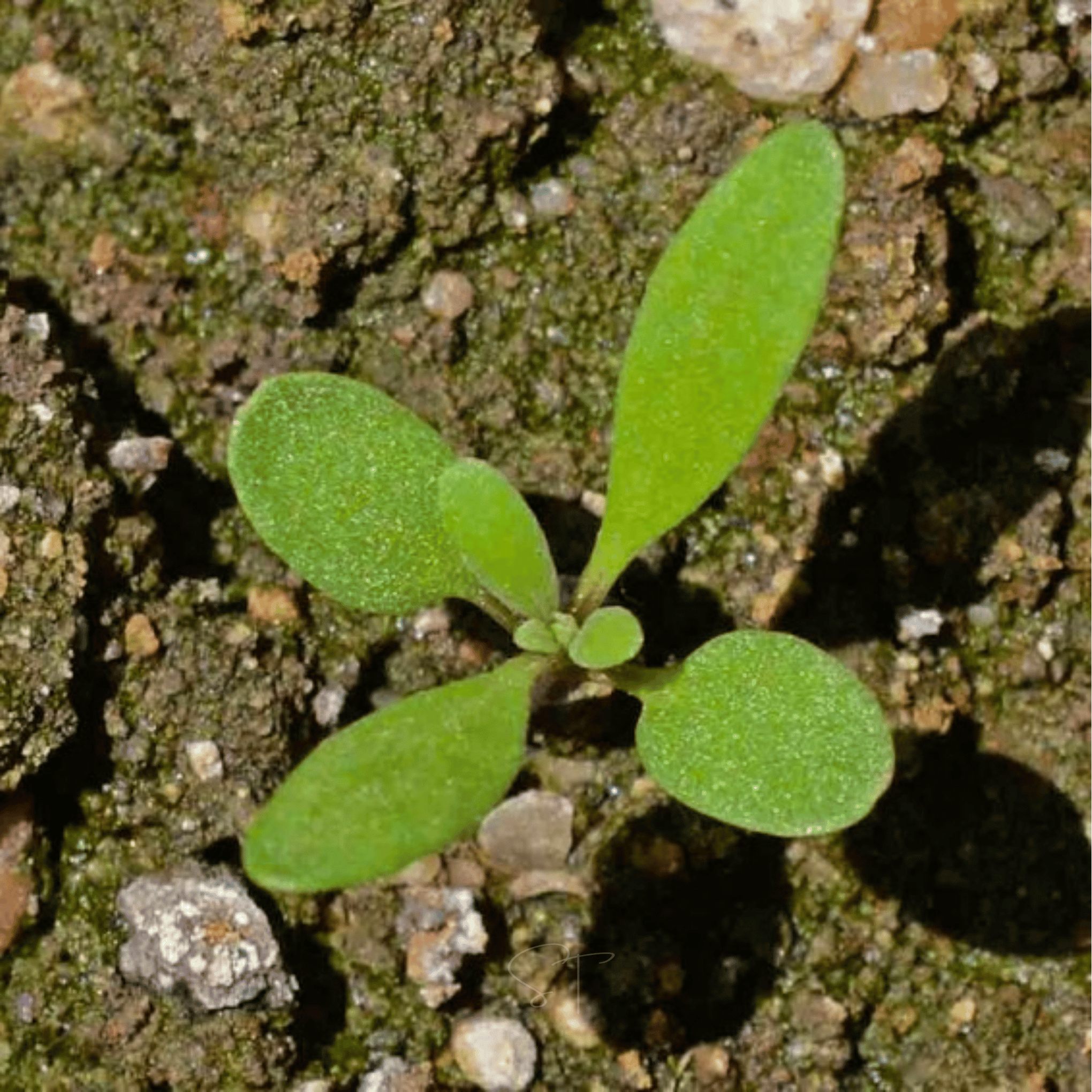 Royal Carpet Alyssum – 100 Seeds