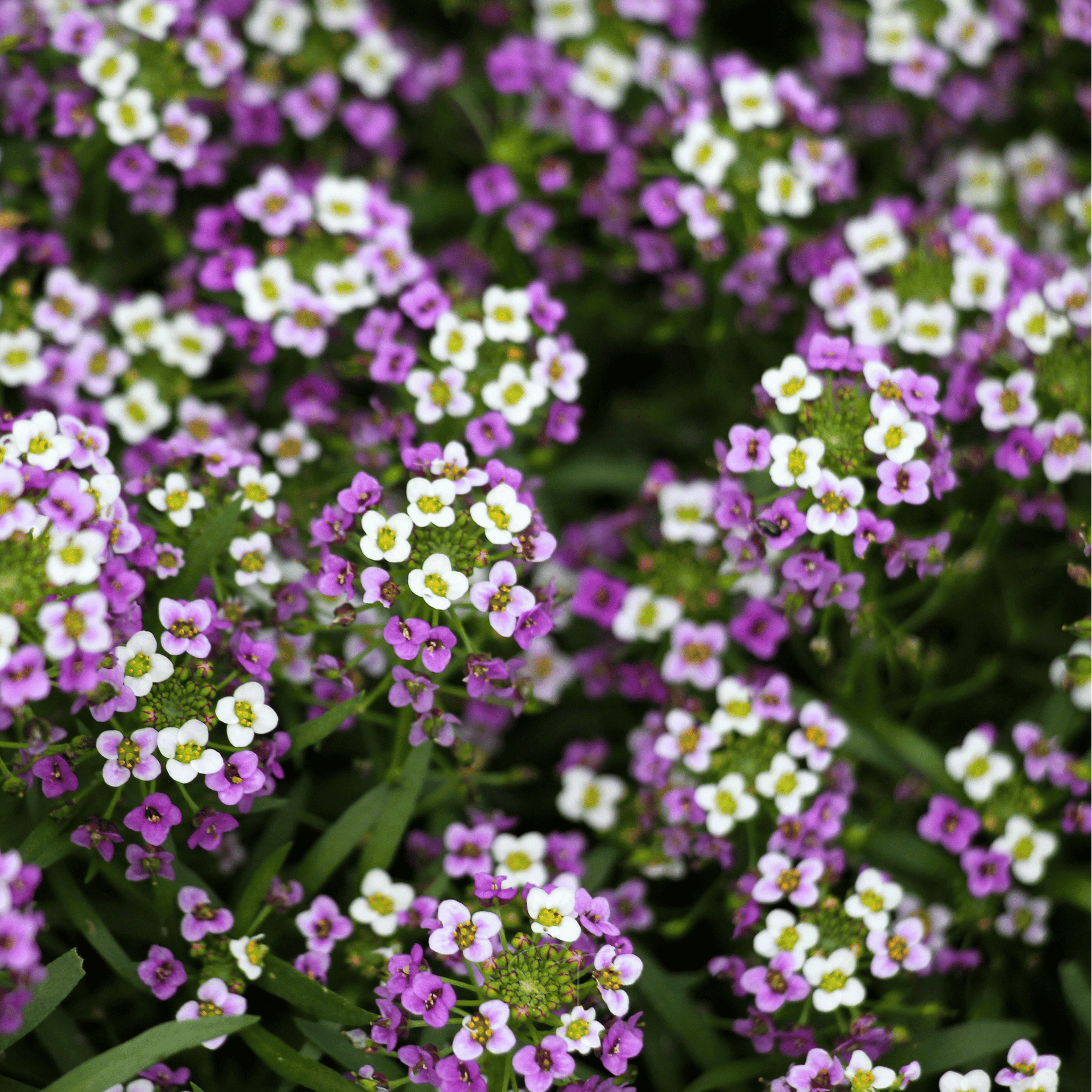 Royal Carpet Alyssum – 100 Seeds
