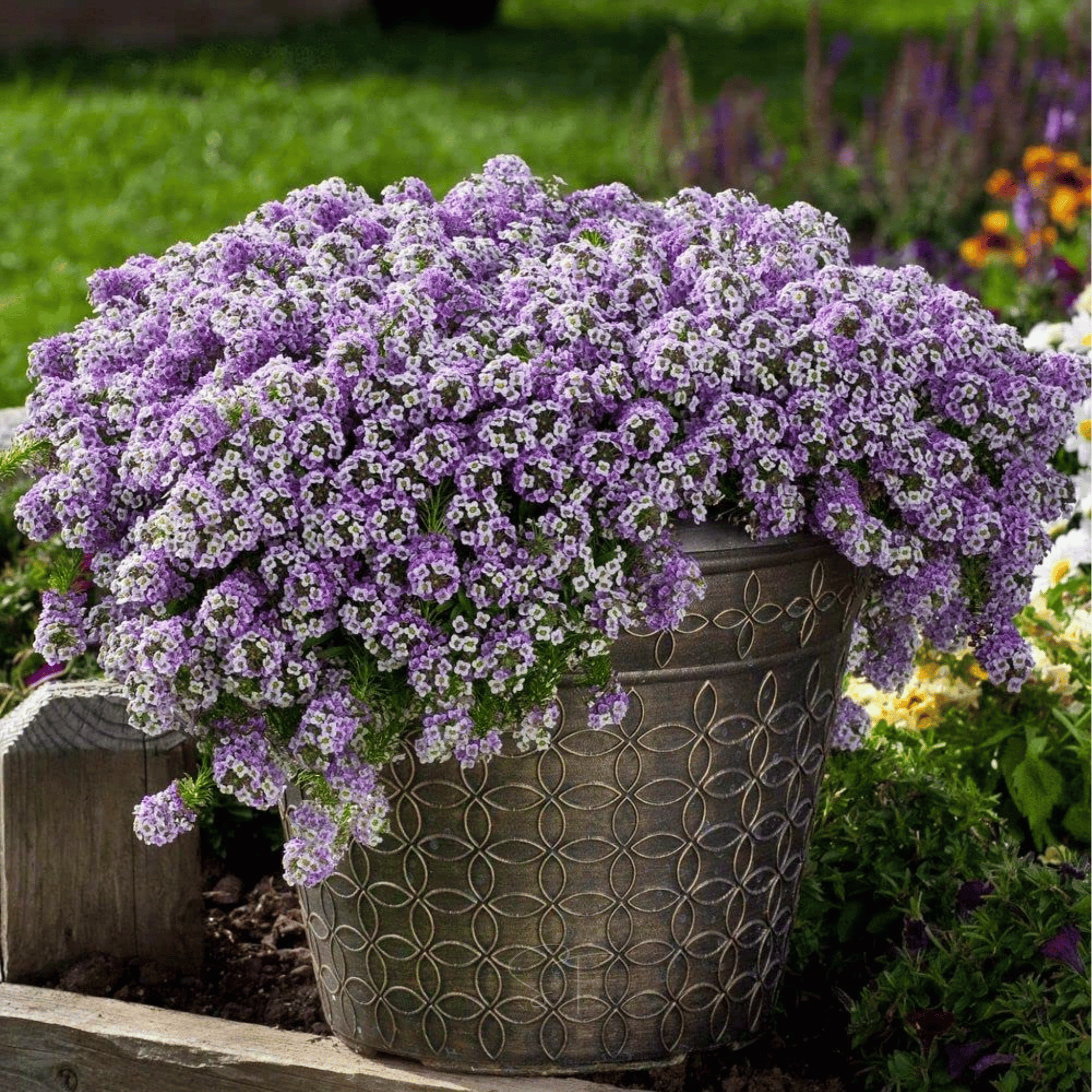 Royal Carpet Alyssum – 100 Seeds