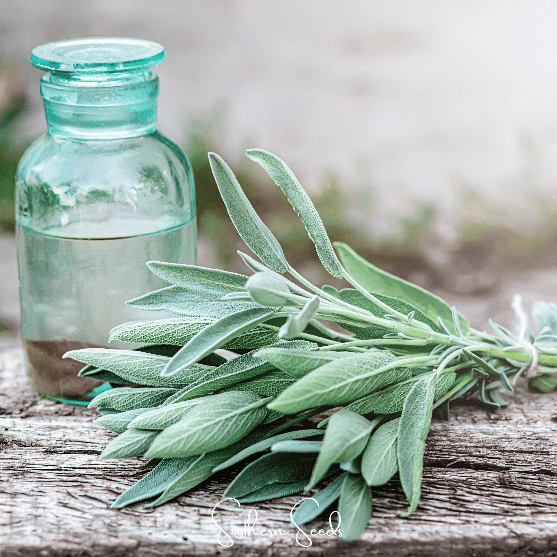 Kitchen Sage – 50 Seeds