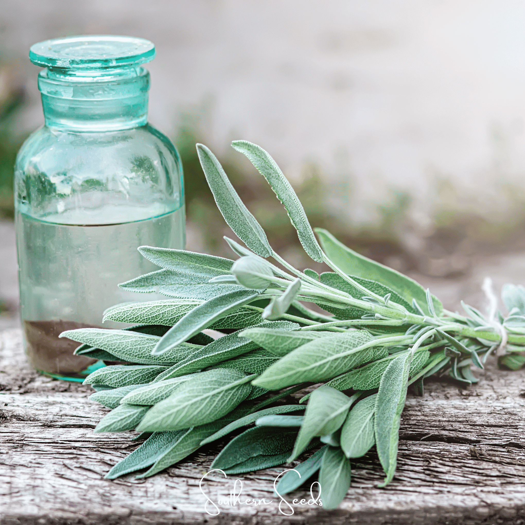 Kitchen Sage – 50 Seeds