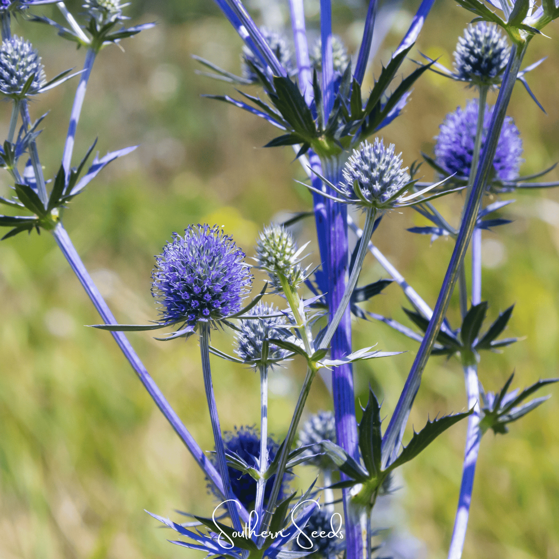 Alpine Sea Holly – 25 Seeds