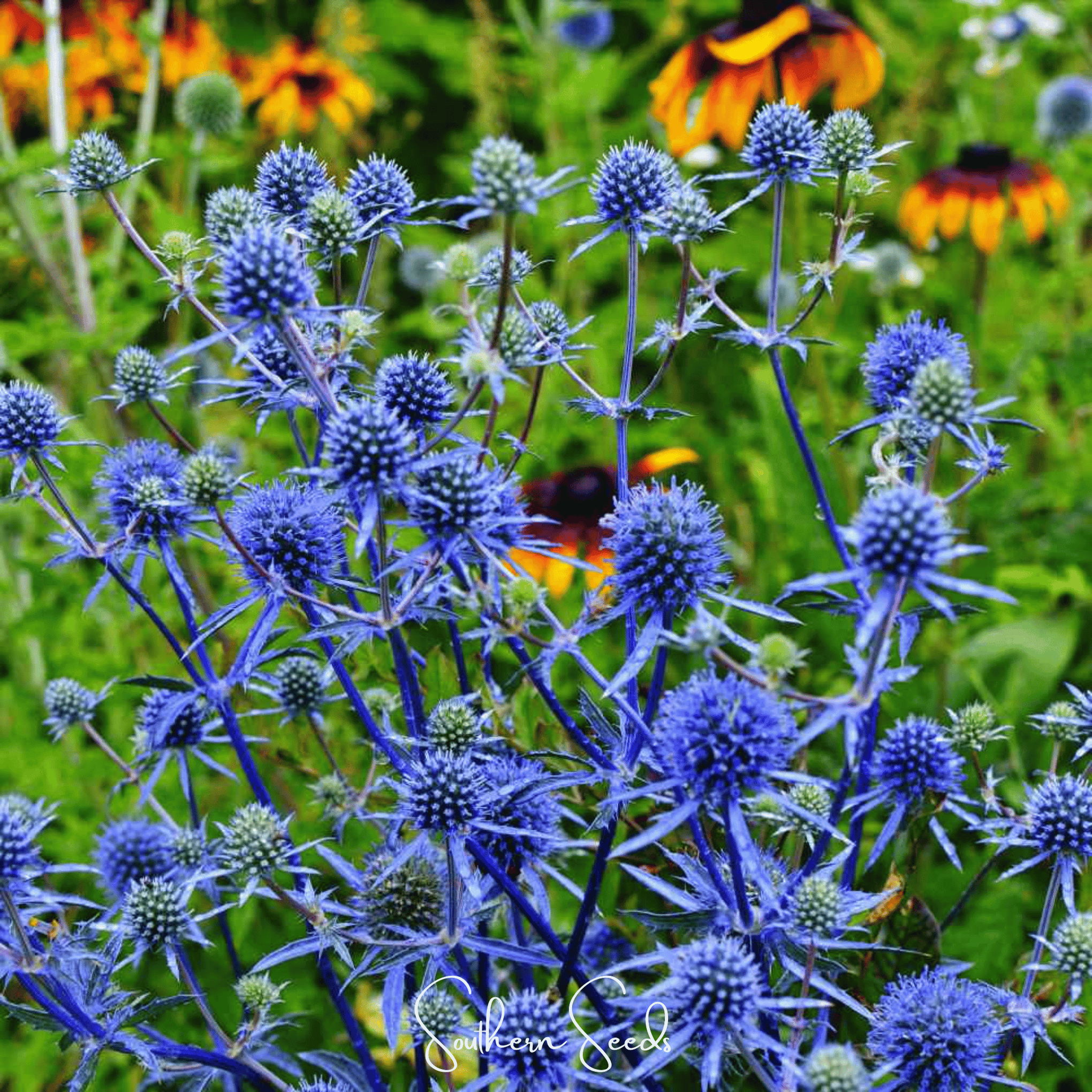 Alpine Sea Holly – 25 Seeds