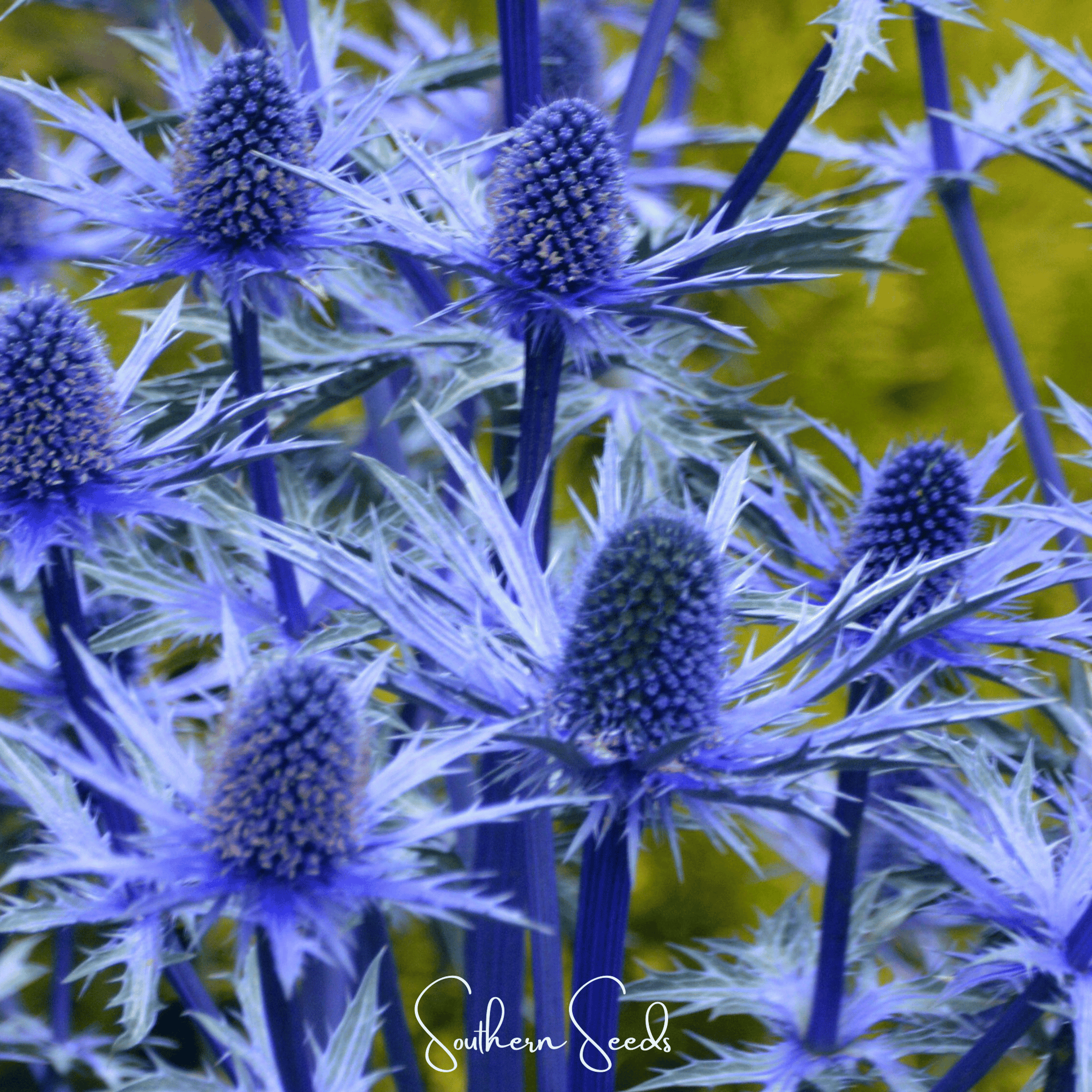 Alpine Sea Holly – 25 Seeds