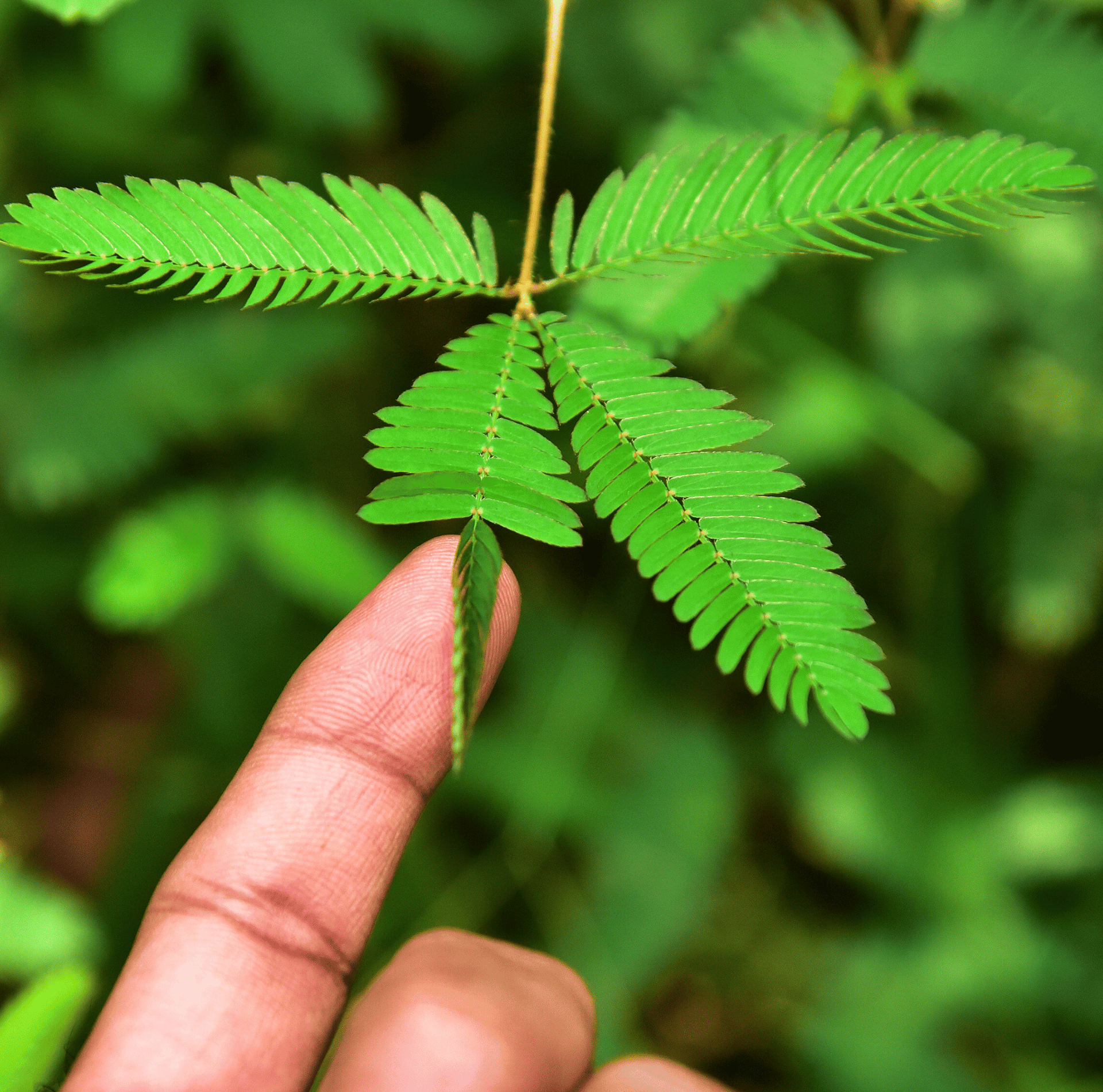 Sensitive Plant Mimosa – 50 Seeds – Responds When Touched
